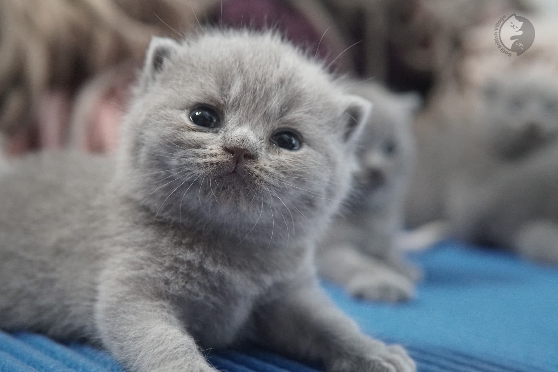 British Shorthair kitten photo 27