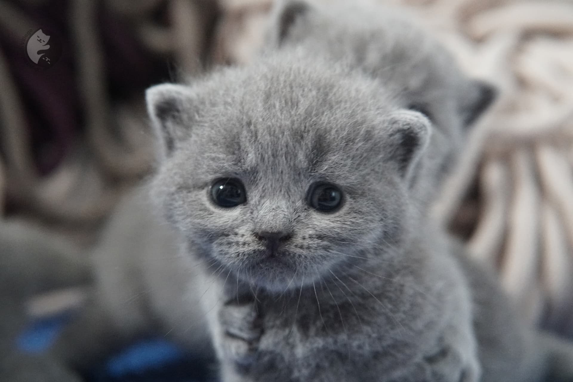 British Shorthair kitten photo 28