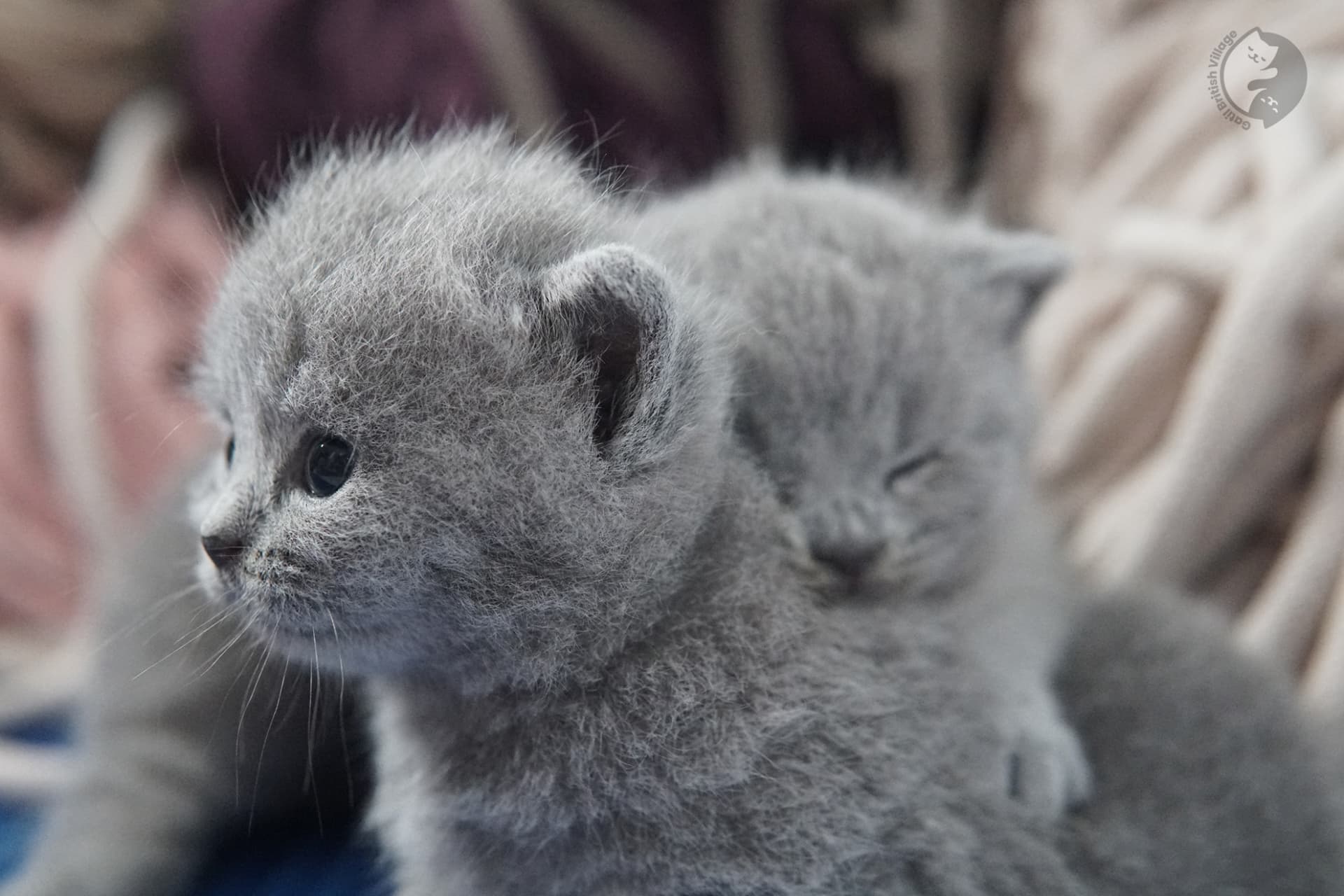 British Shorthair kitten photo 29