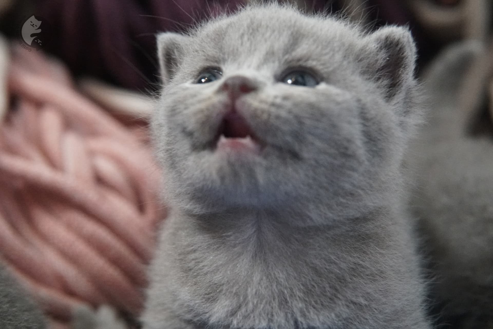British Shorthair kitten photo 30