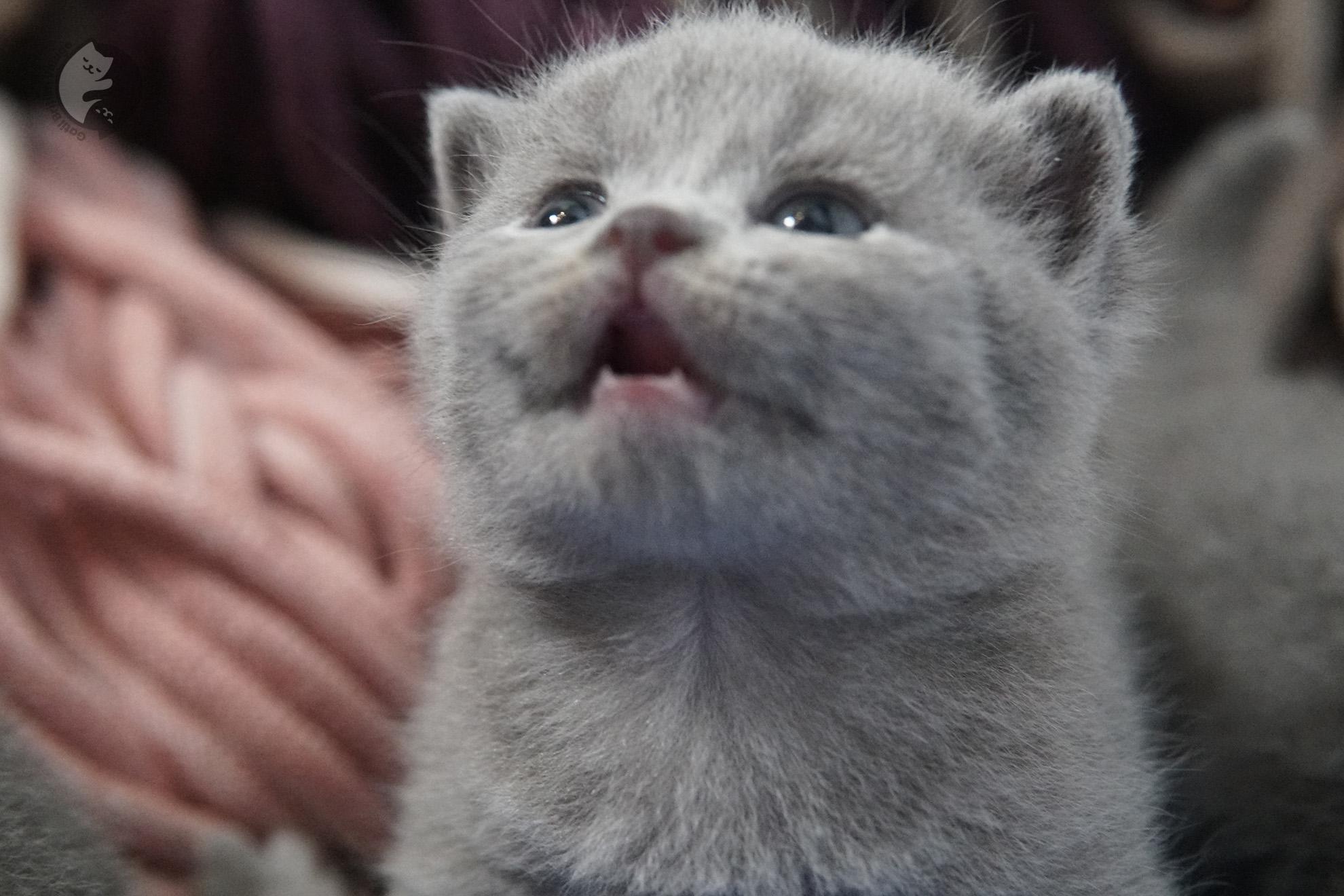 British Shorthair kitten photo 30