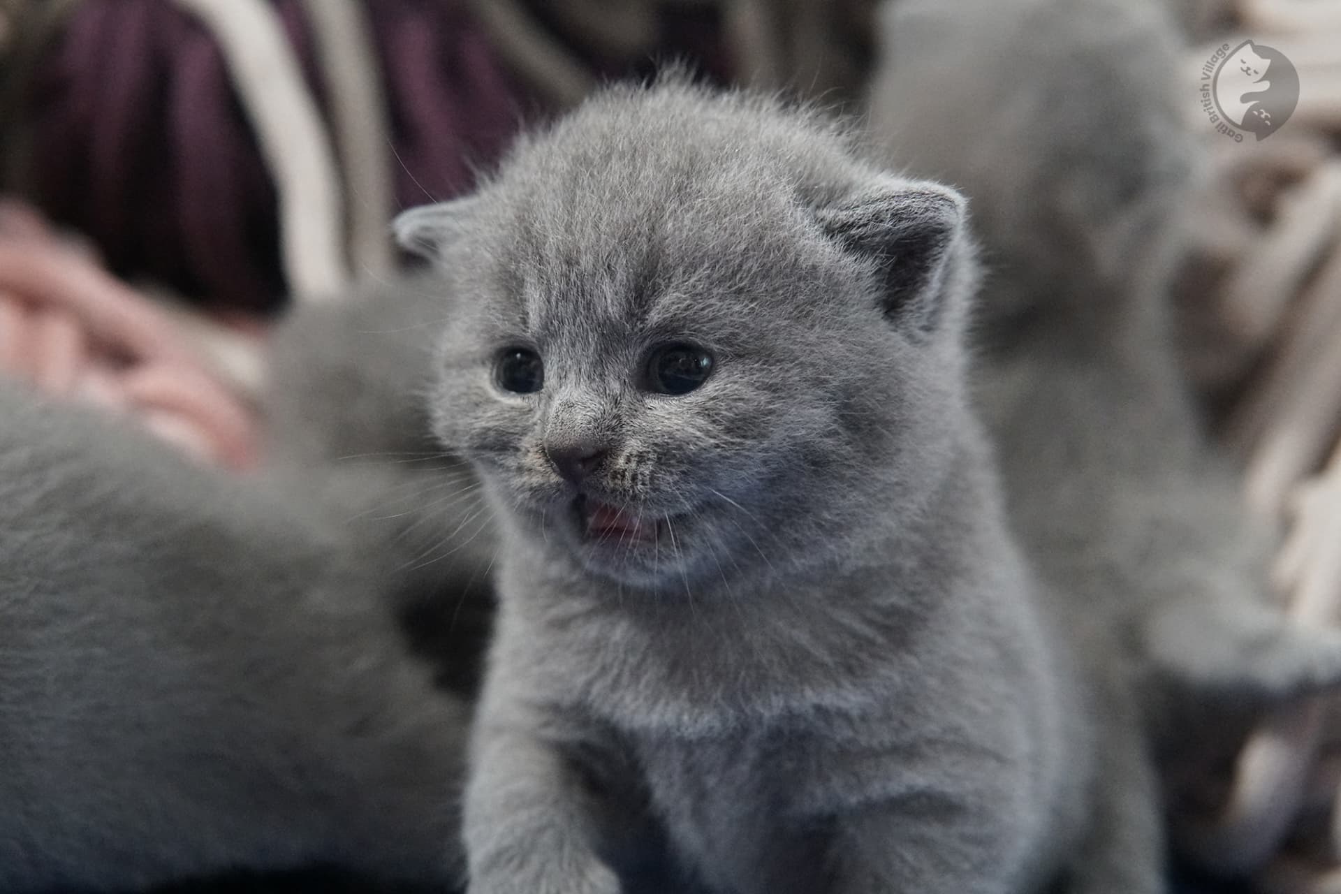 British Shorthair kitten photo 31