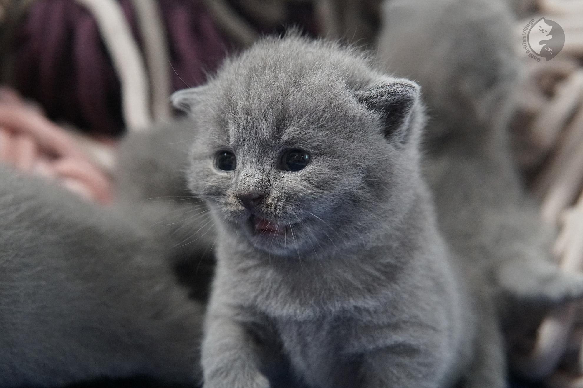 British Shorthair kitten photo 31