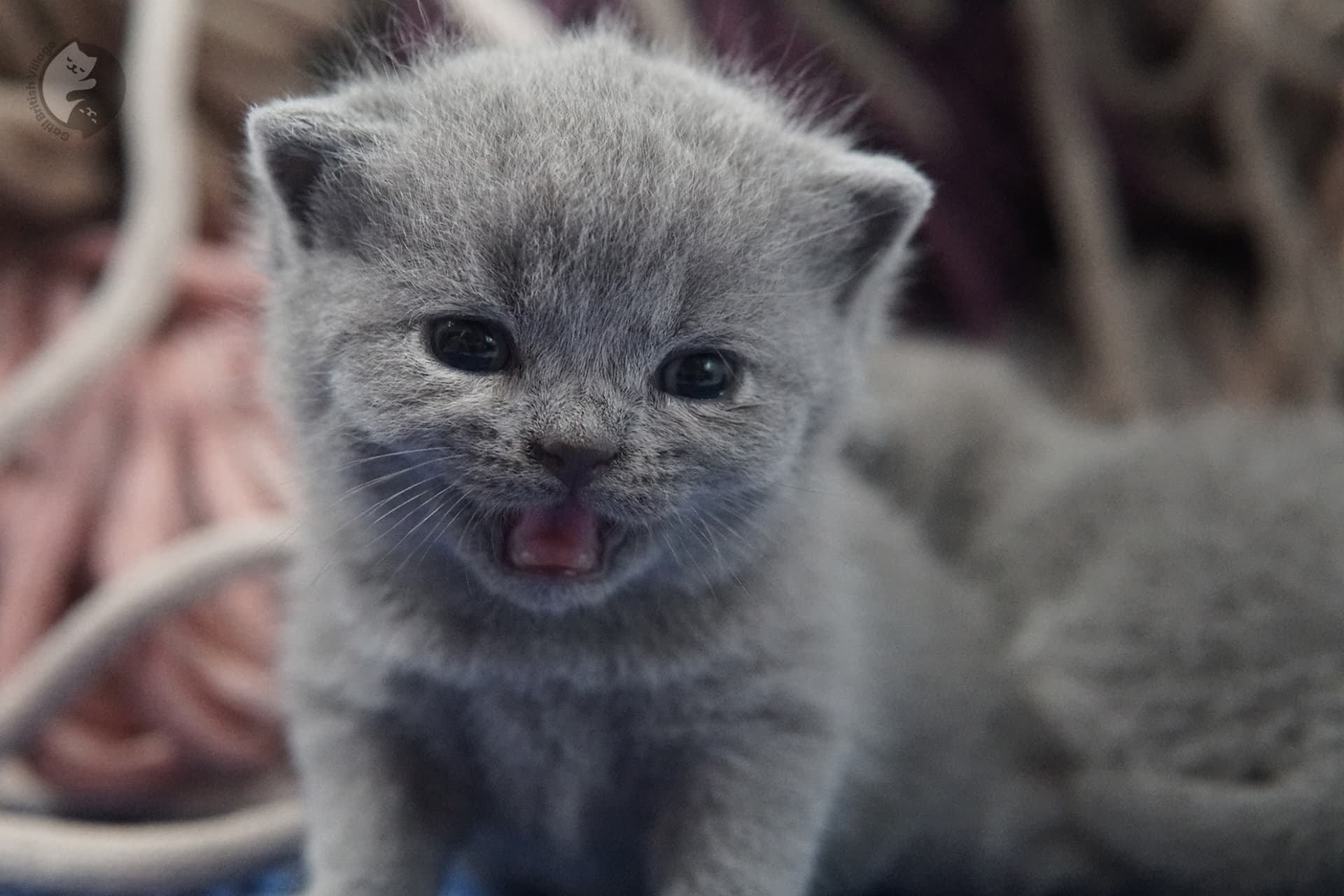 British Shorthair kitten photo 32