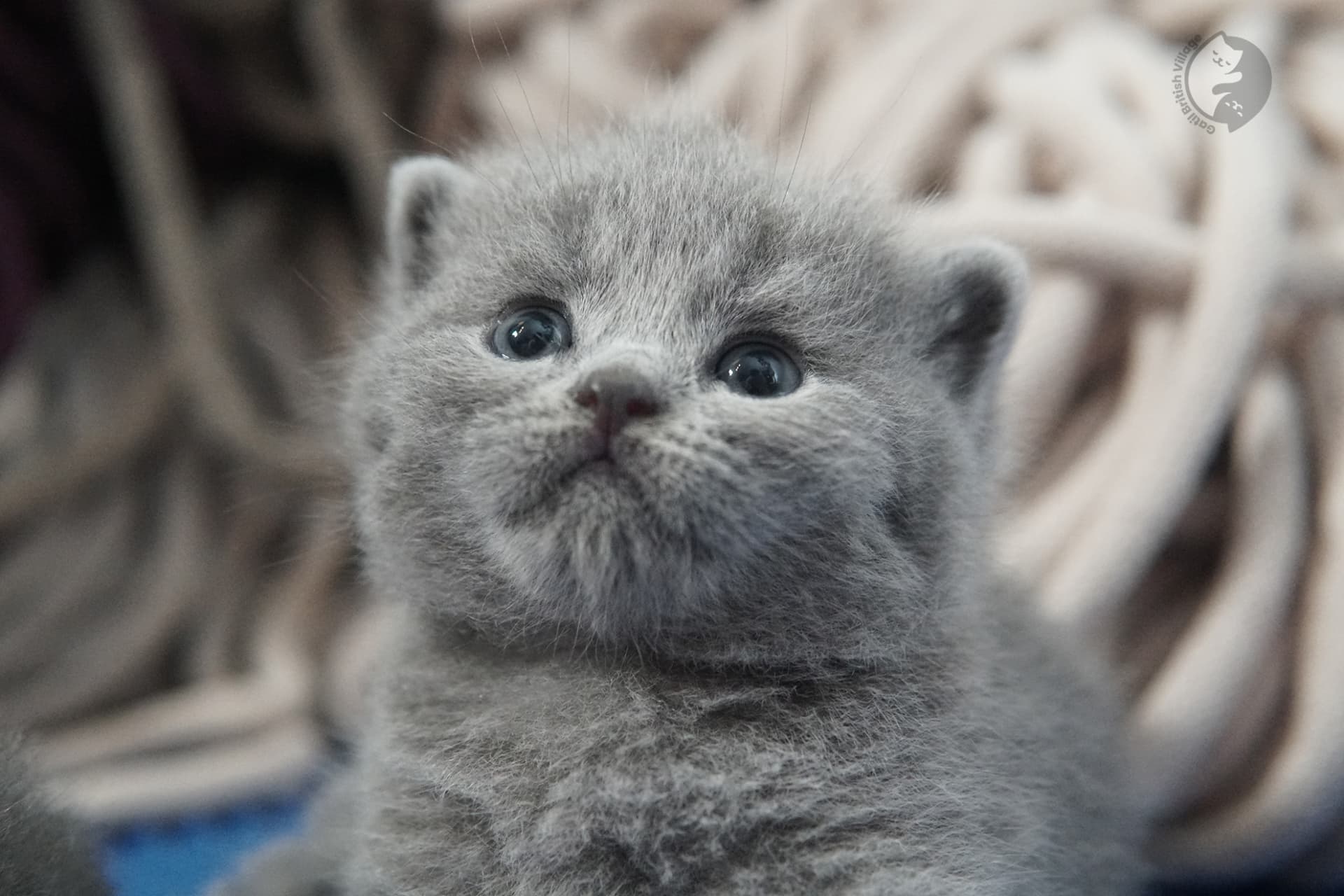 British Shorthair kitten photo 33