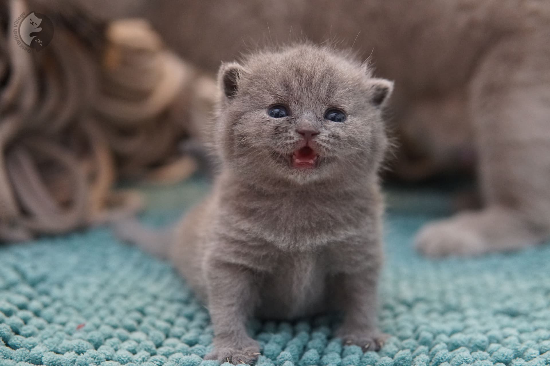 Blue British Shorthair analyzing the surroundings