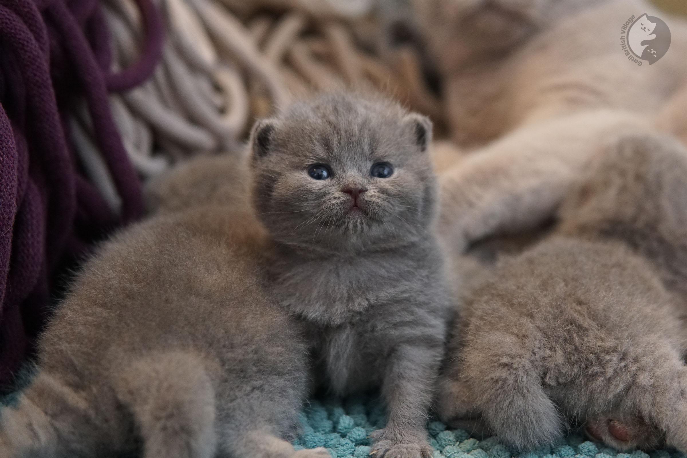Kitten snuggled in a gray blanket