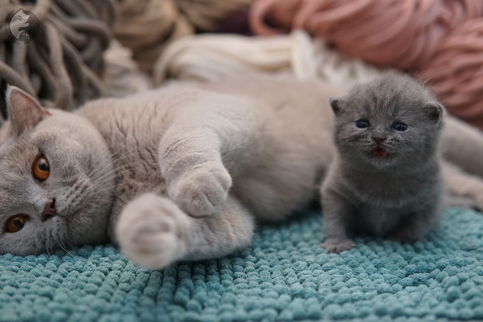 Tiny kitten posing elegantly