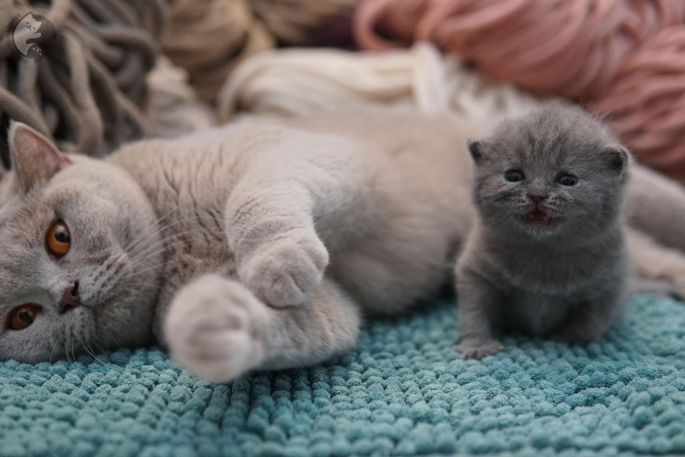 Tiny kitten posing elegantly