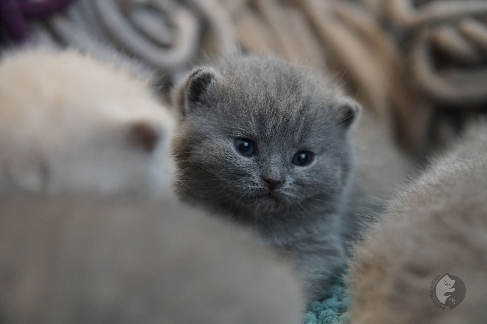 Kittens sitting together against a neutral background