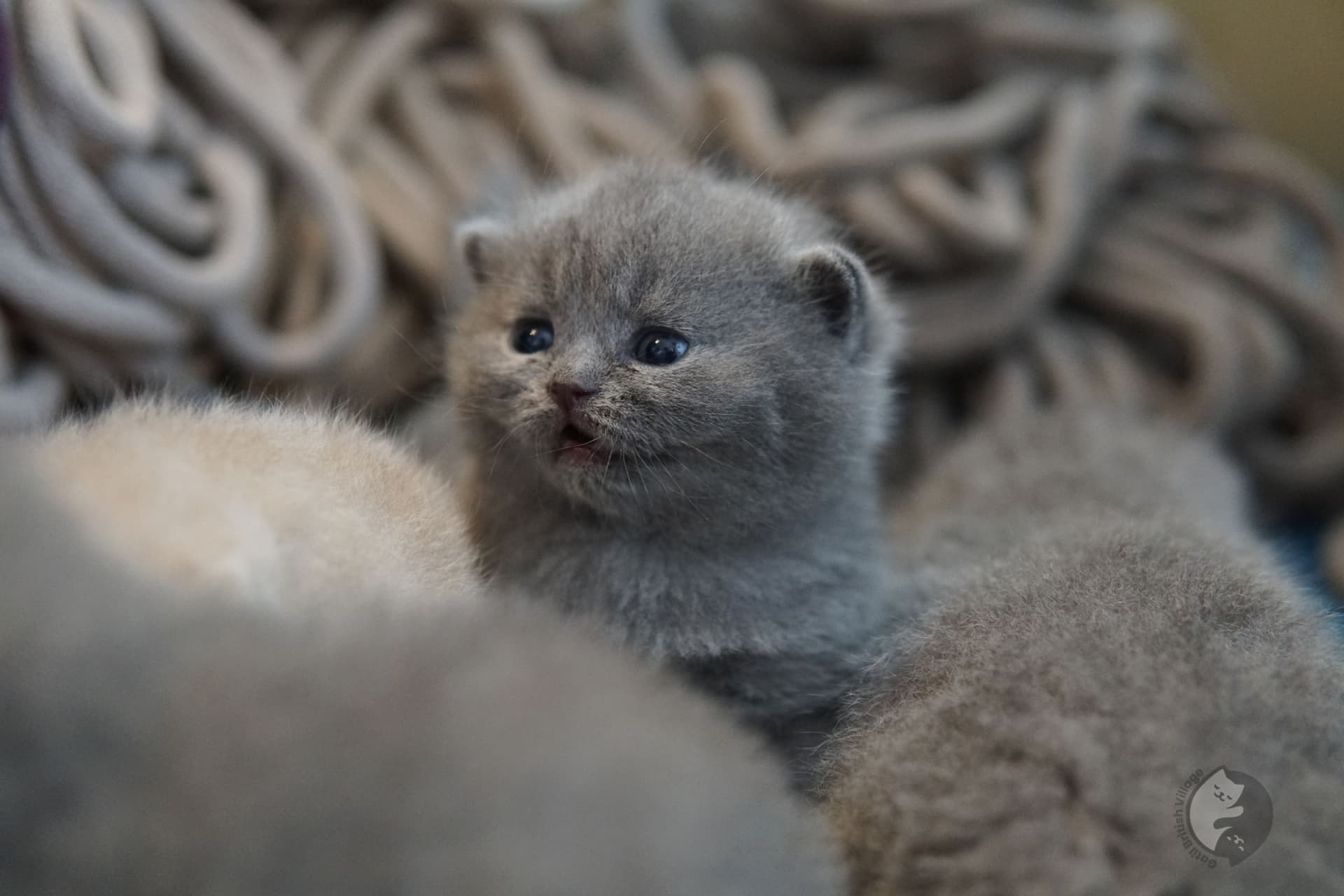 Kitten lying on a soft fuzzy blanket