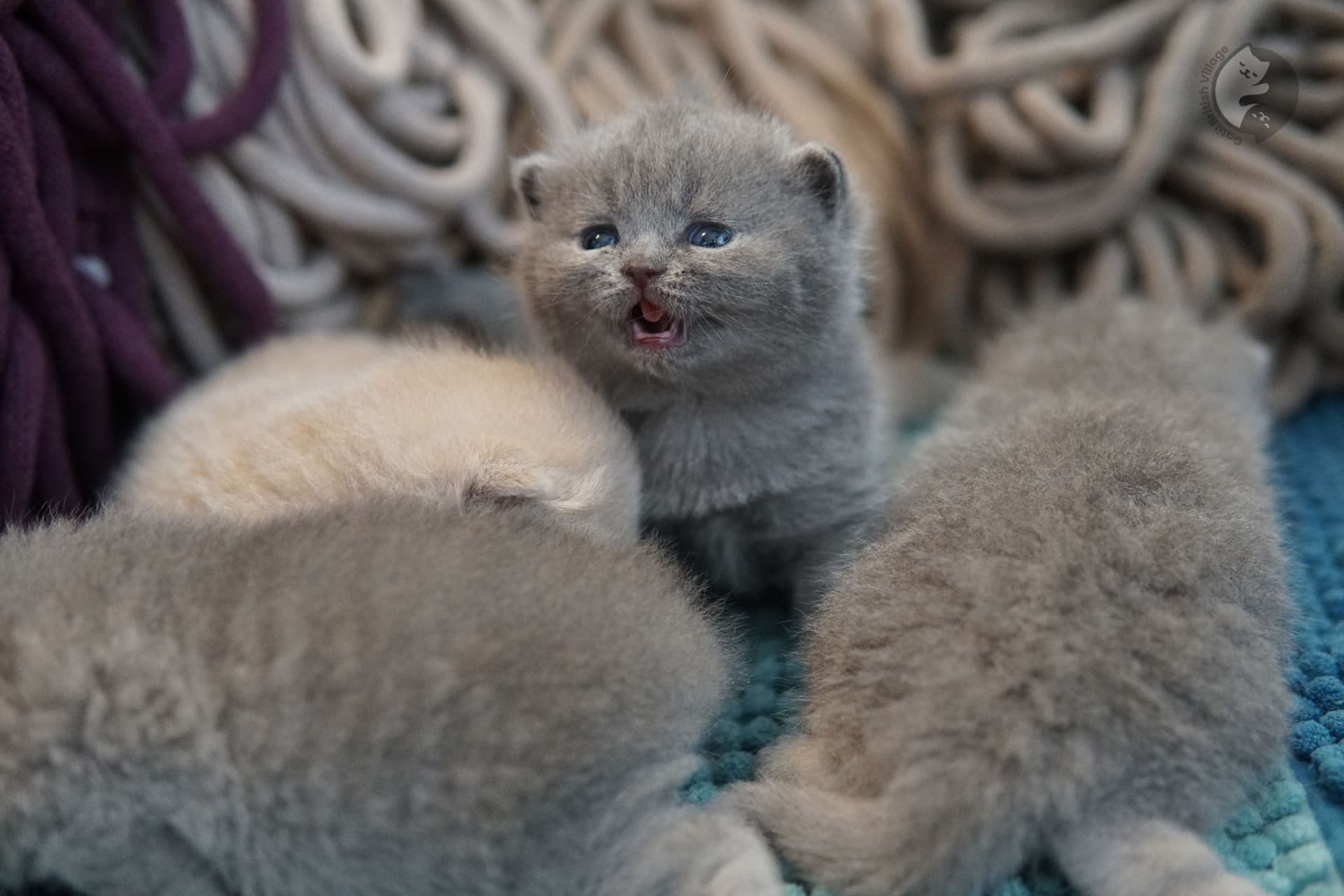Intense gaze of a lilac kitten