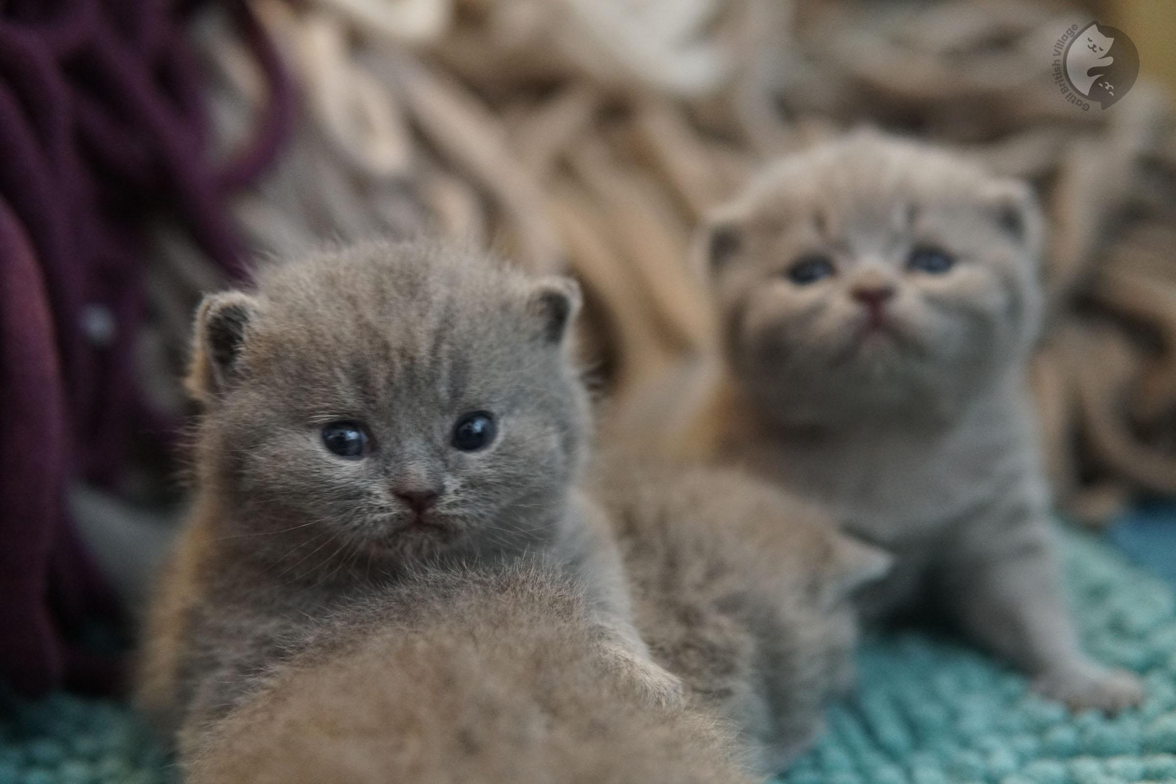Kitten watching with curiosity