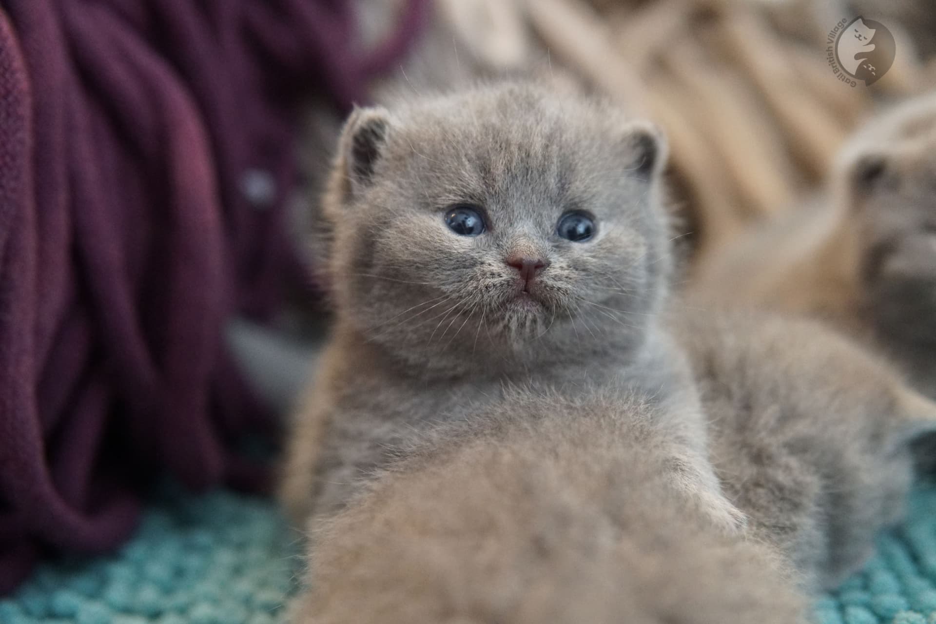 Kitten peacefully sleeping