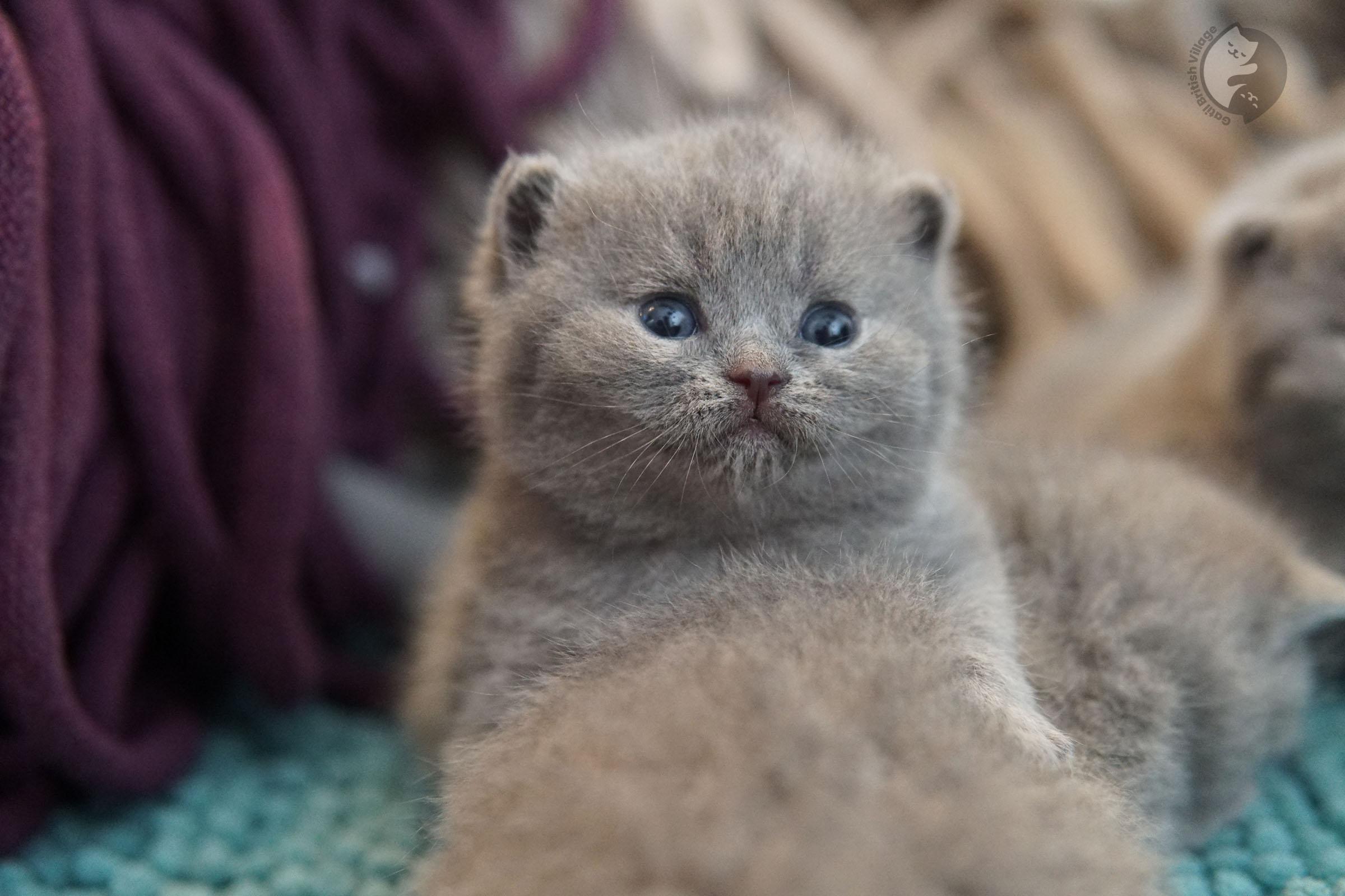 Kitten peacefully sleeping