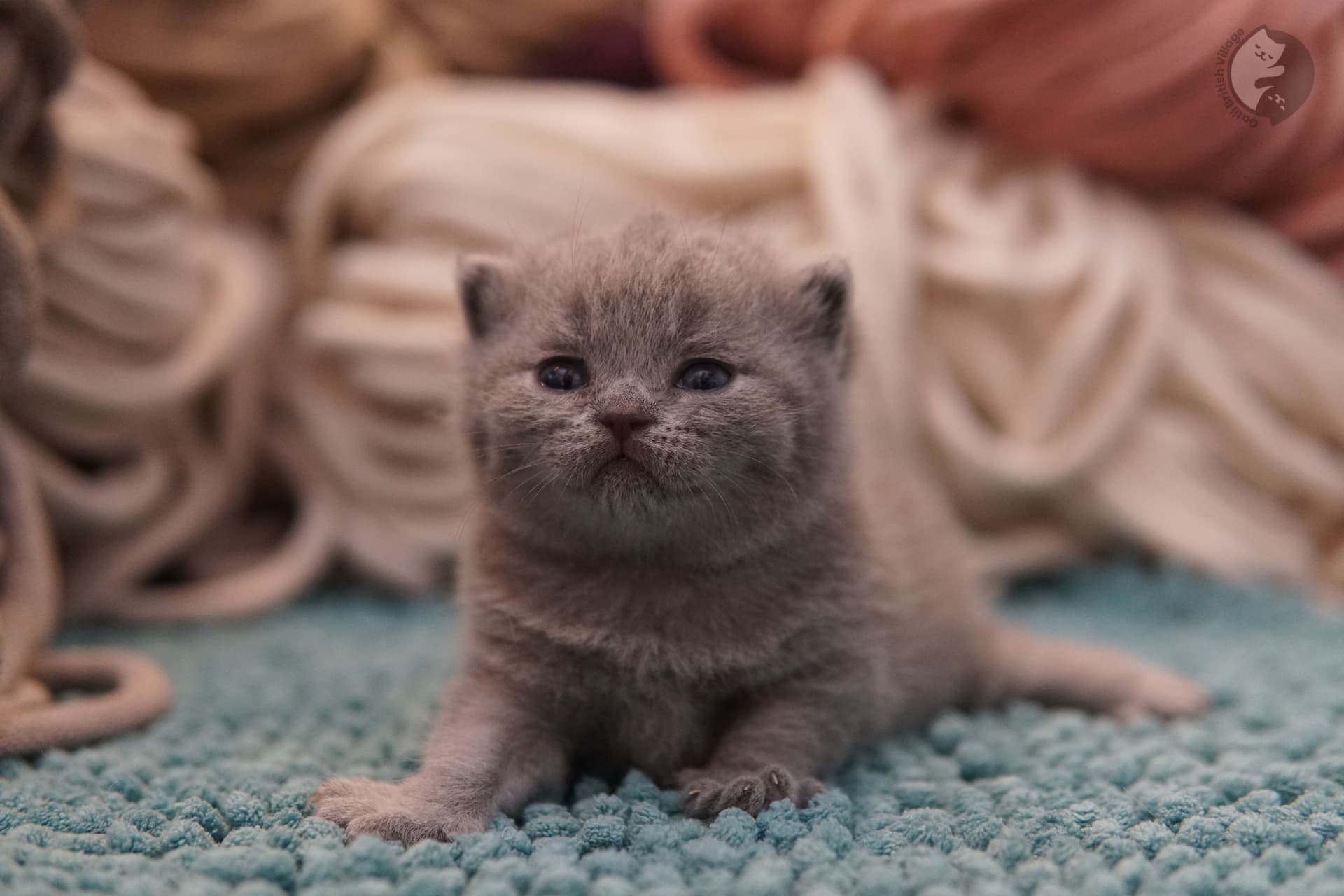 Kitten curled up in the blanket