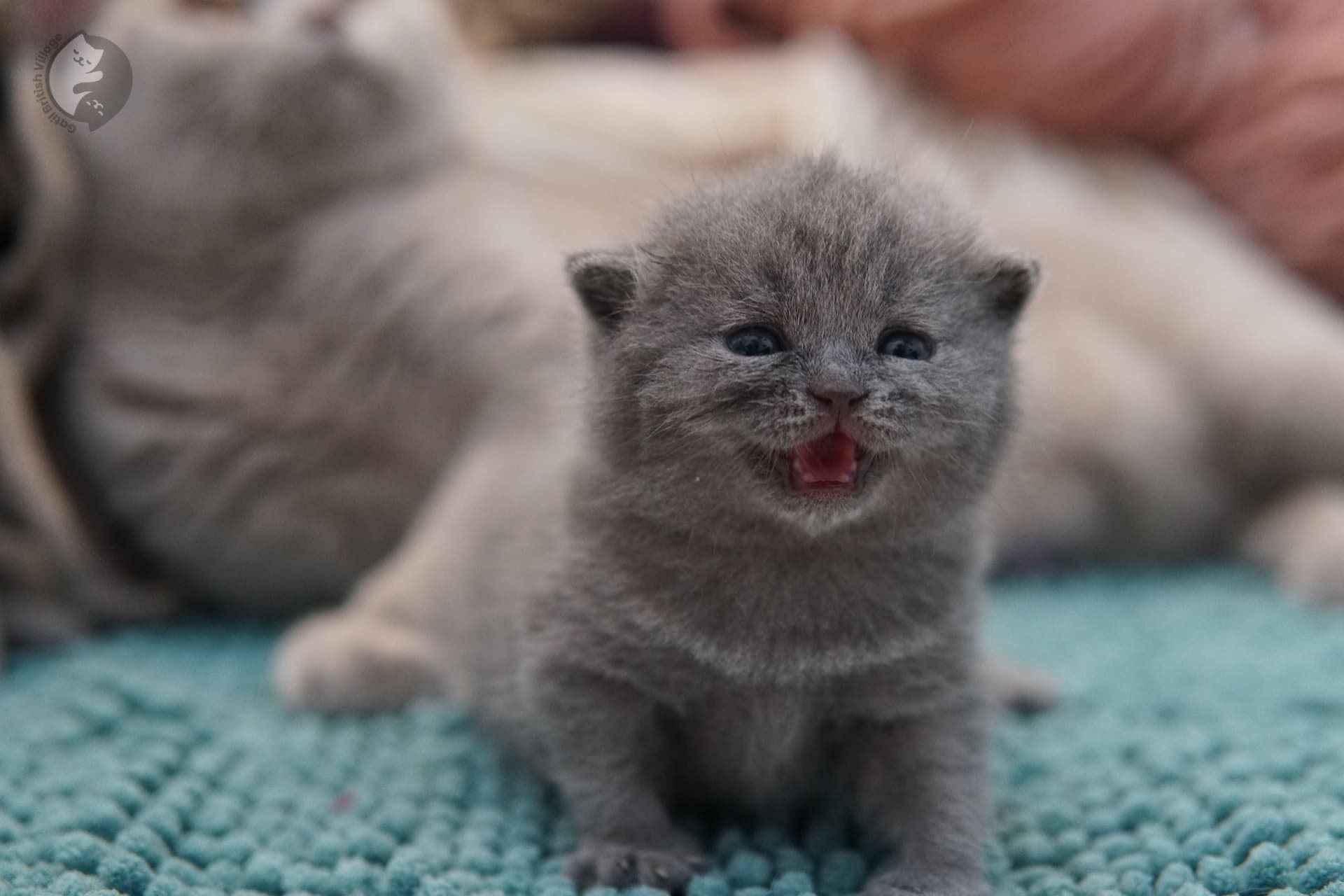 Shy kitten looking sweetly