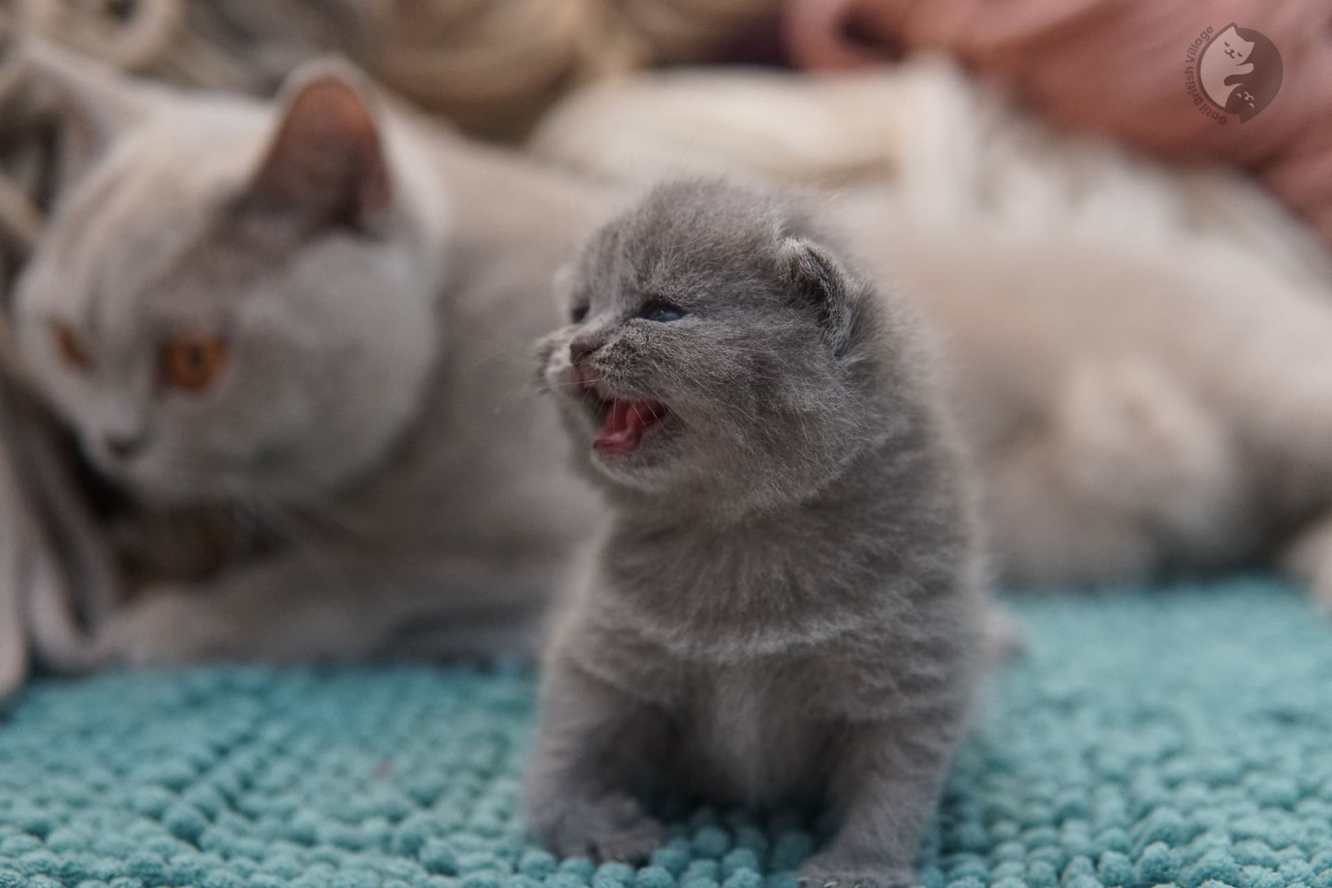 Blue British Shorthair in side profile