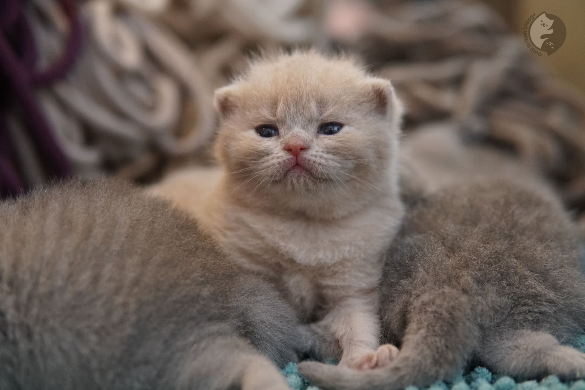 Two kittens cuddling together