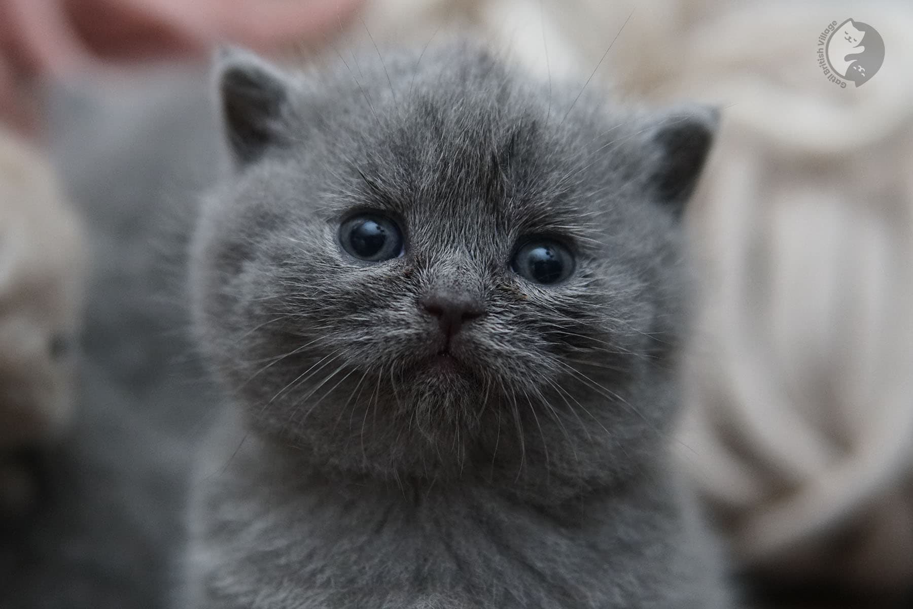 Tiny kitten napping on soft surface
