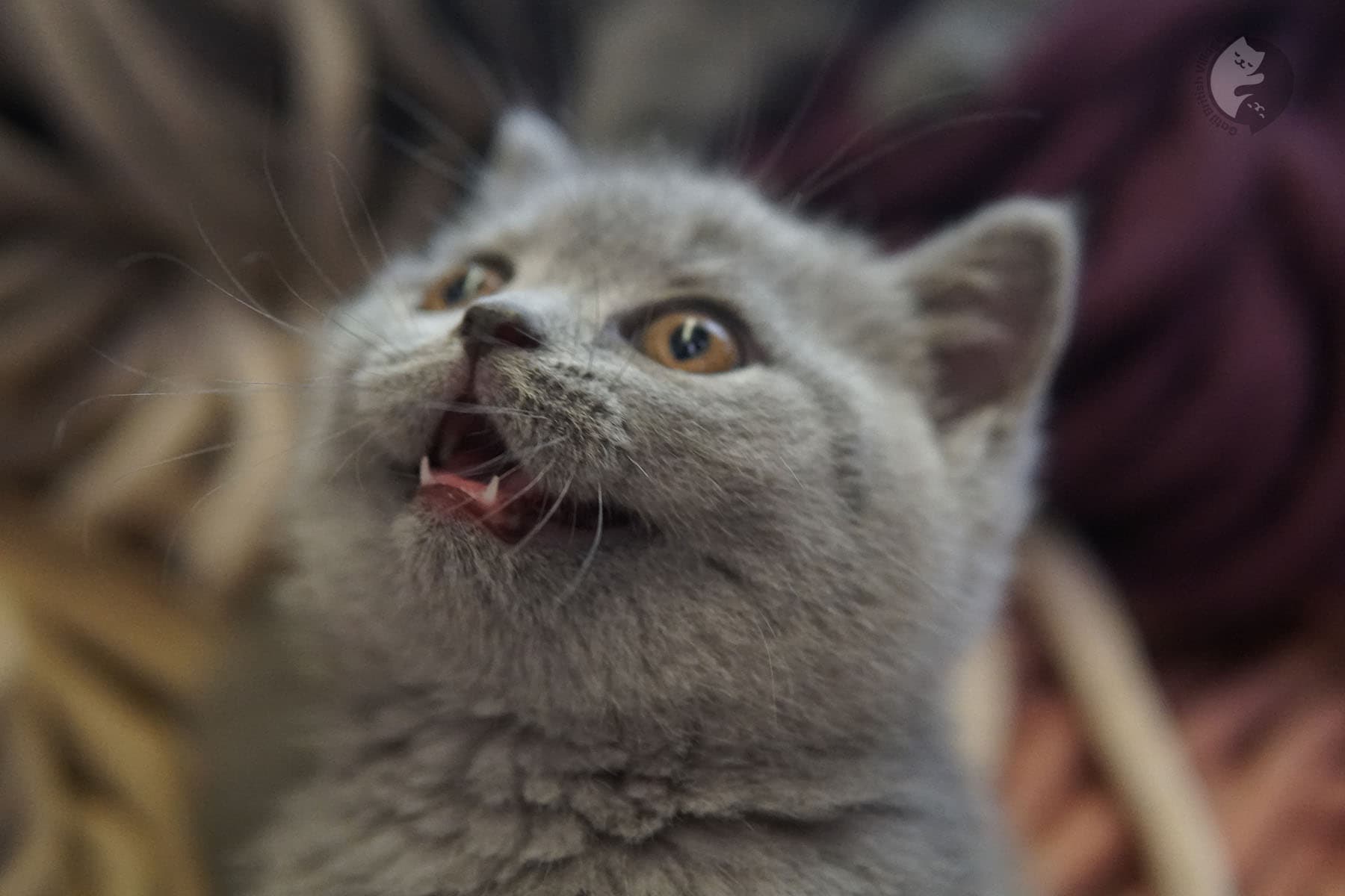 Kitten taking its first steps
