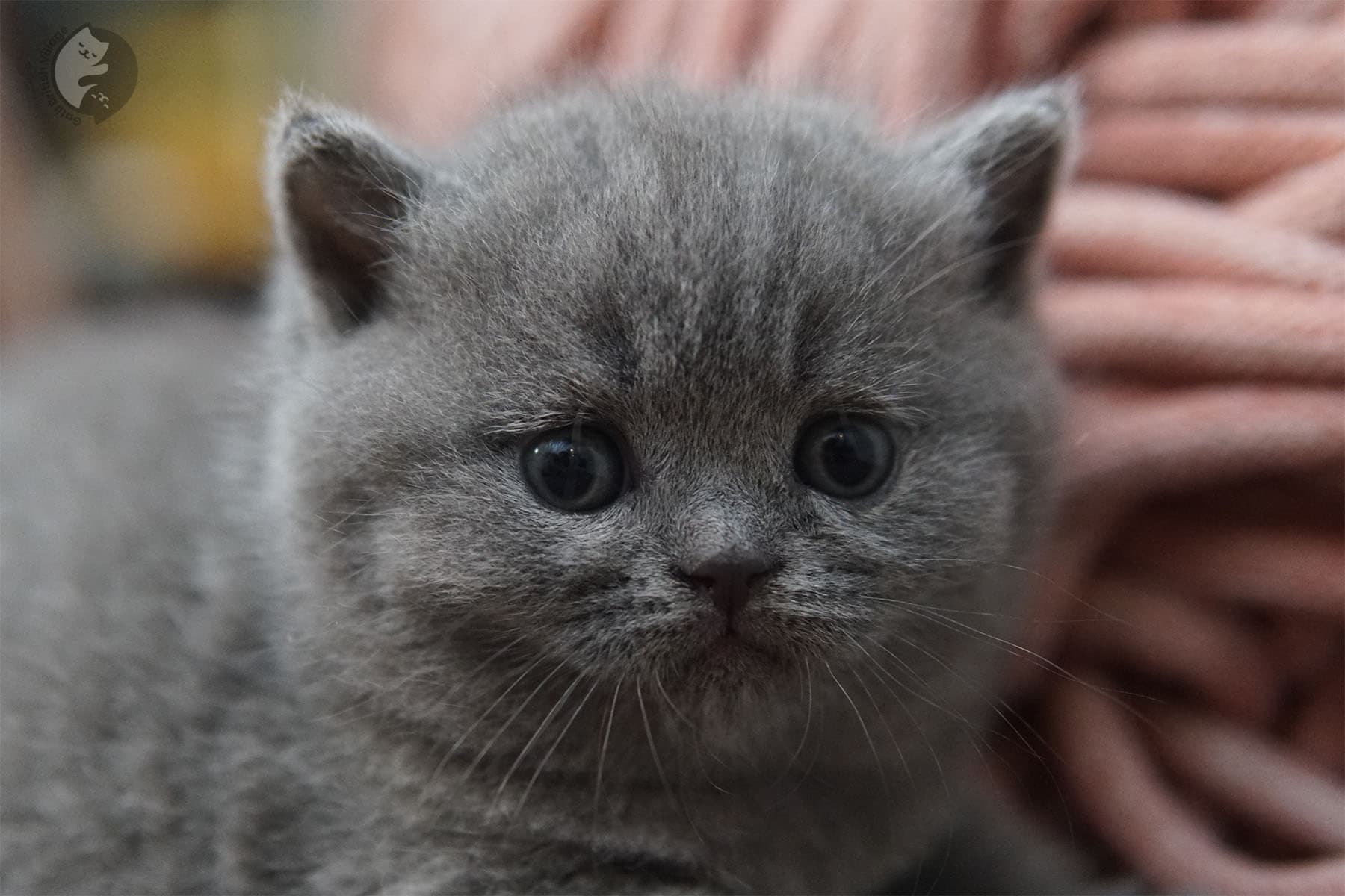 Detailed face close-up of a kitten