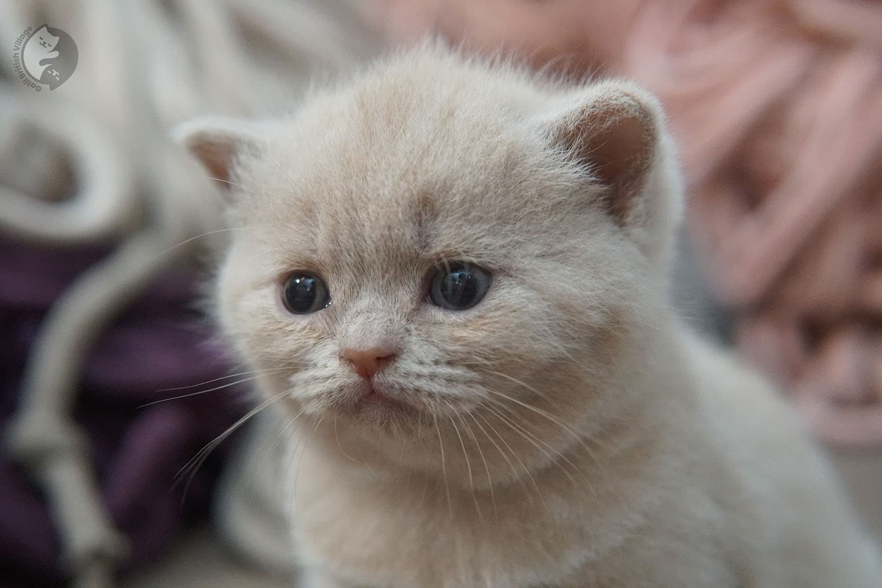 Kitten sniffing around curiously