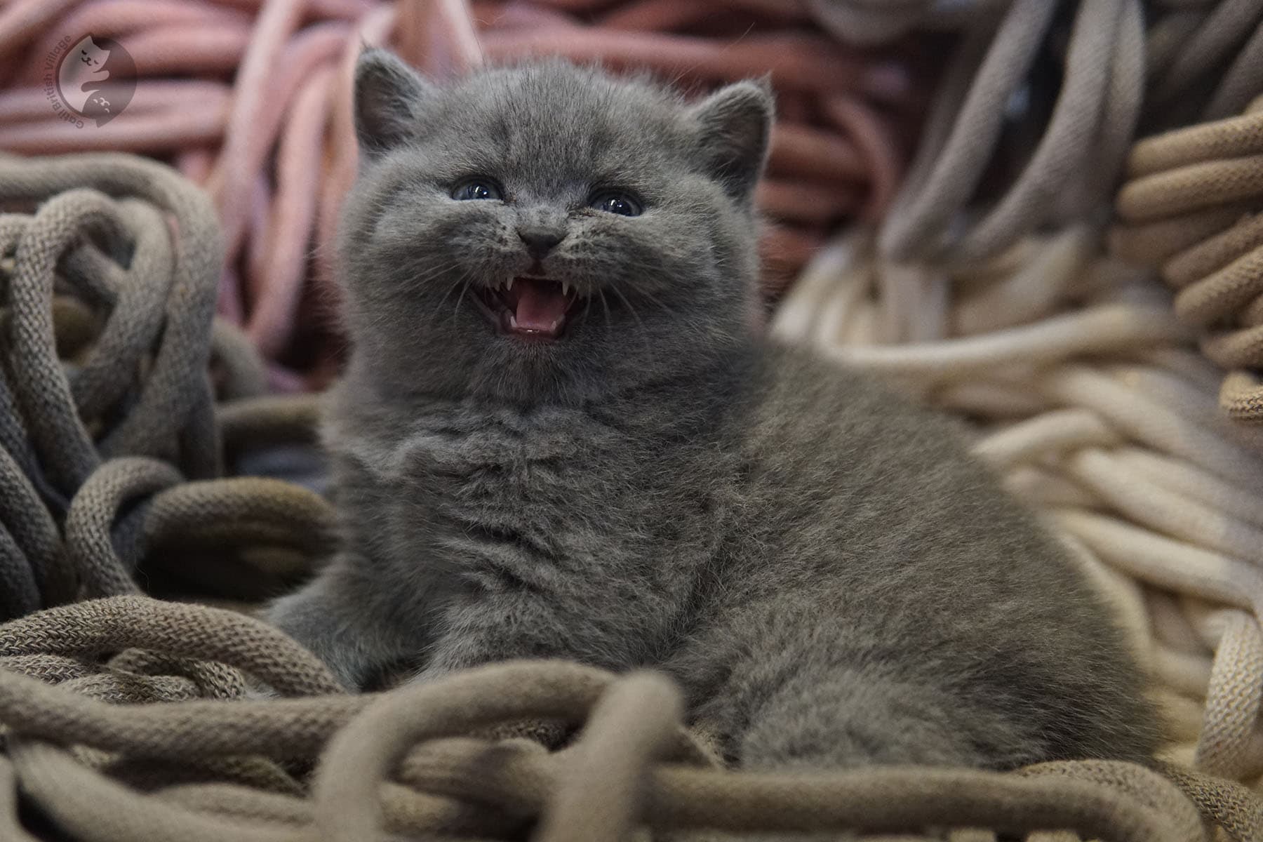 Bright kitten eyes reflecting light