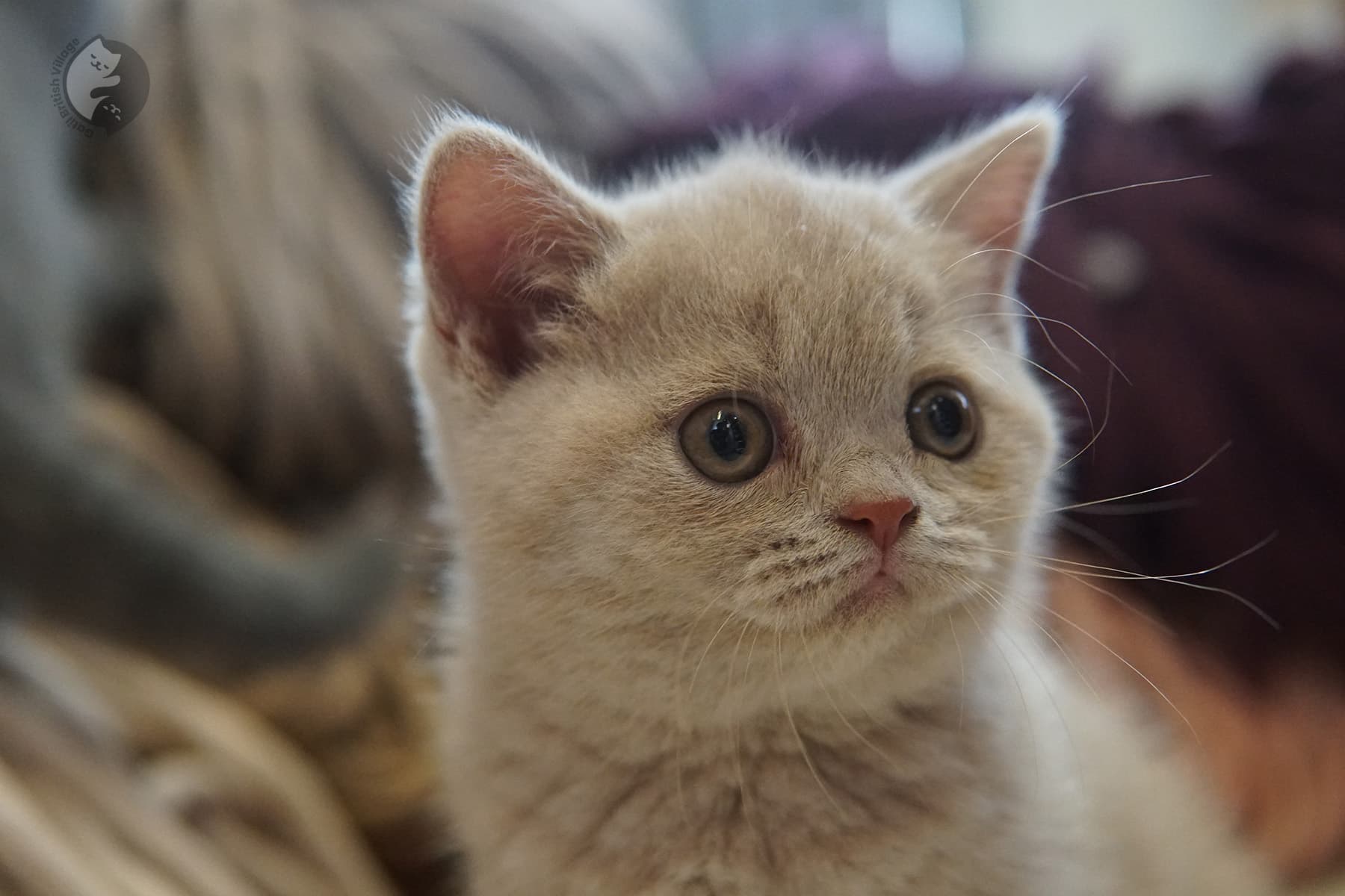 Lilac kitten nose in close view