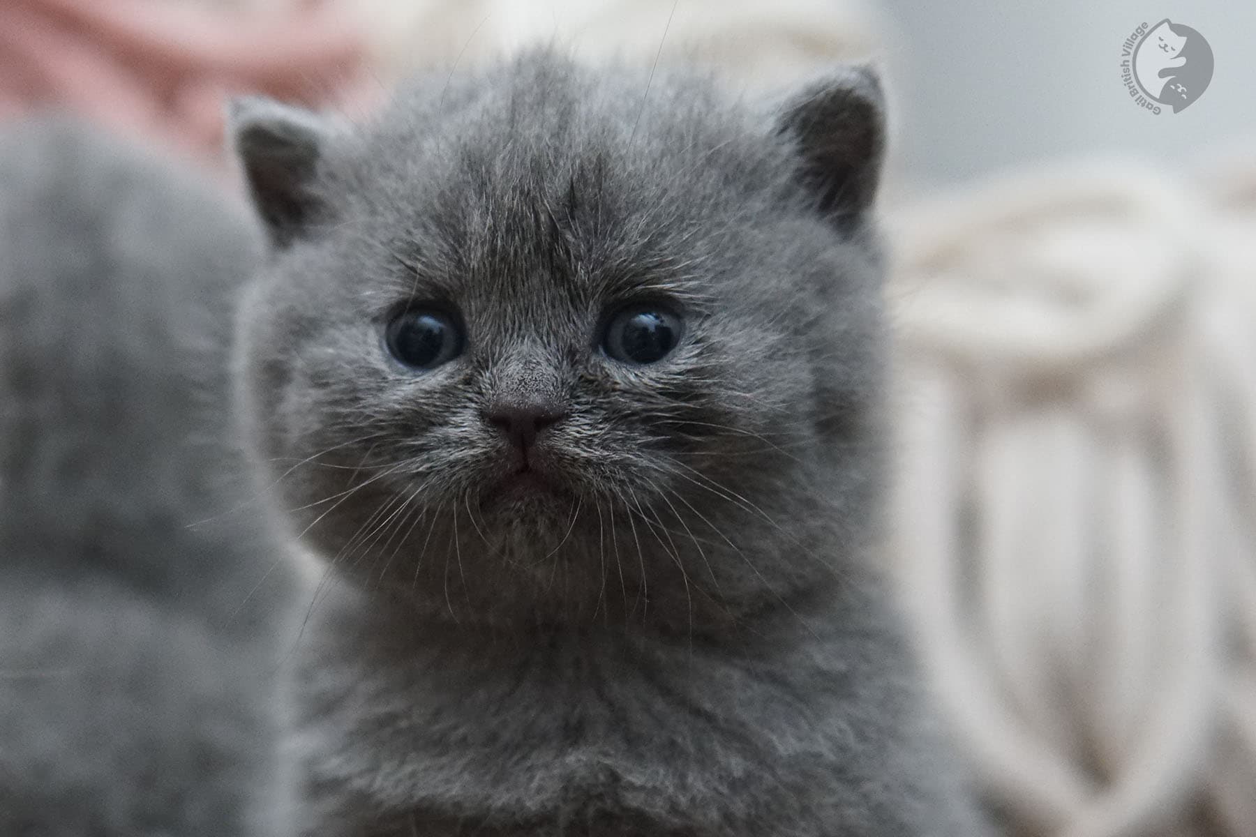 Kitten sitting for a portrait