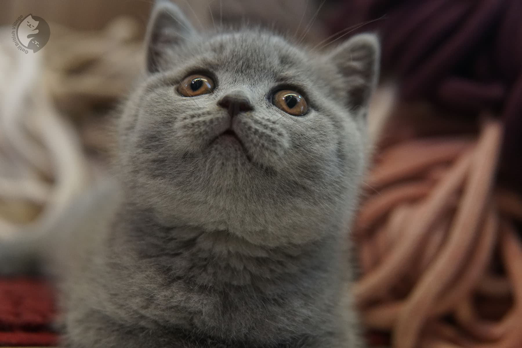 Blue kitten wearing a virtual ribbon
