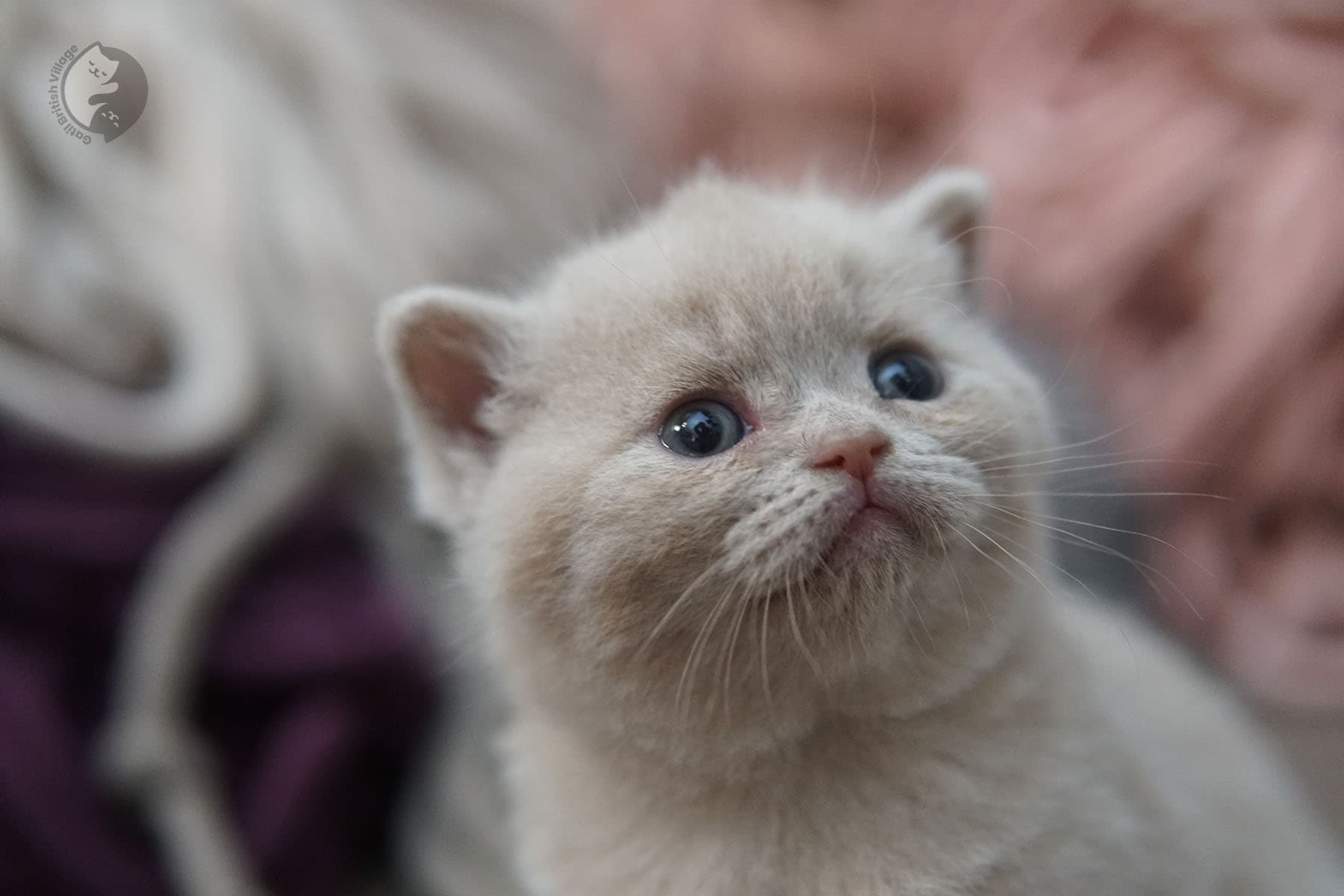Kitten exploring the studio scene