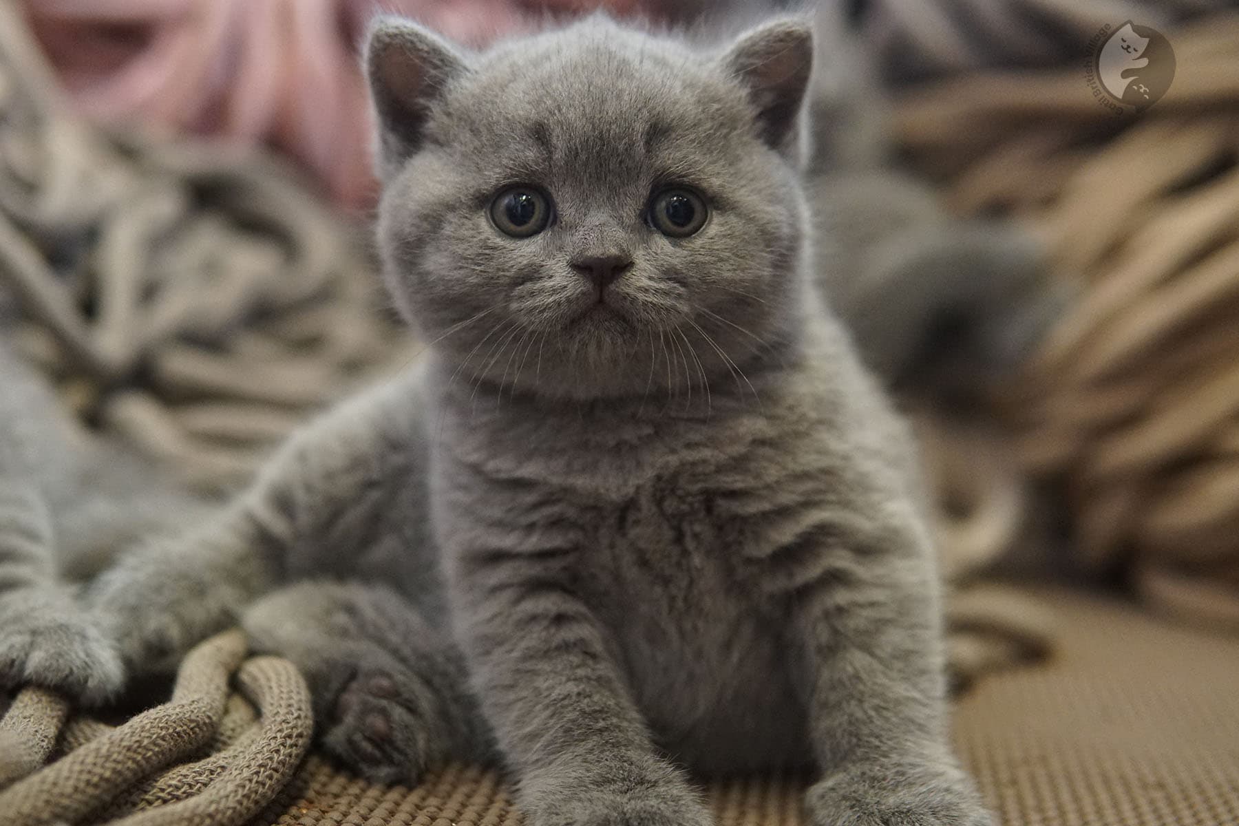 Fluffy kitten sitting cleanly