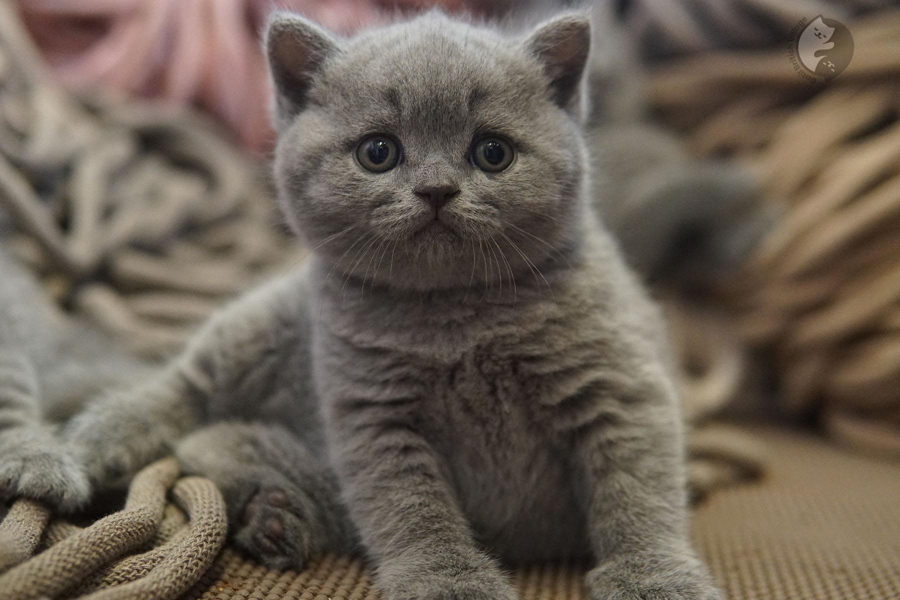 Fluffy kitten sitting cleanly
