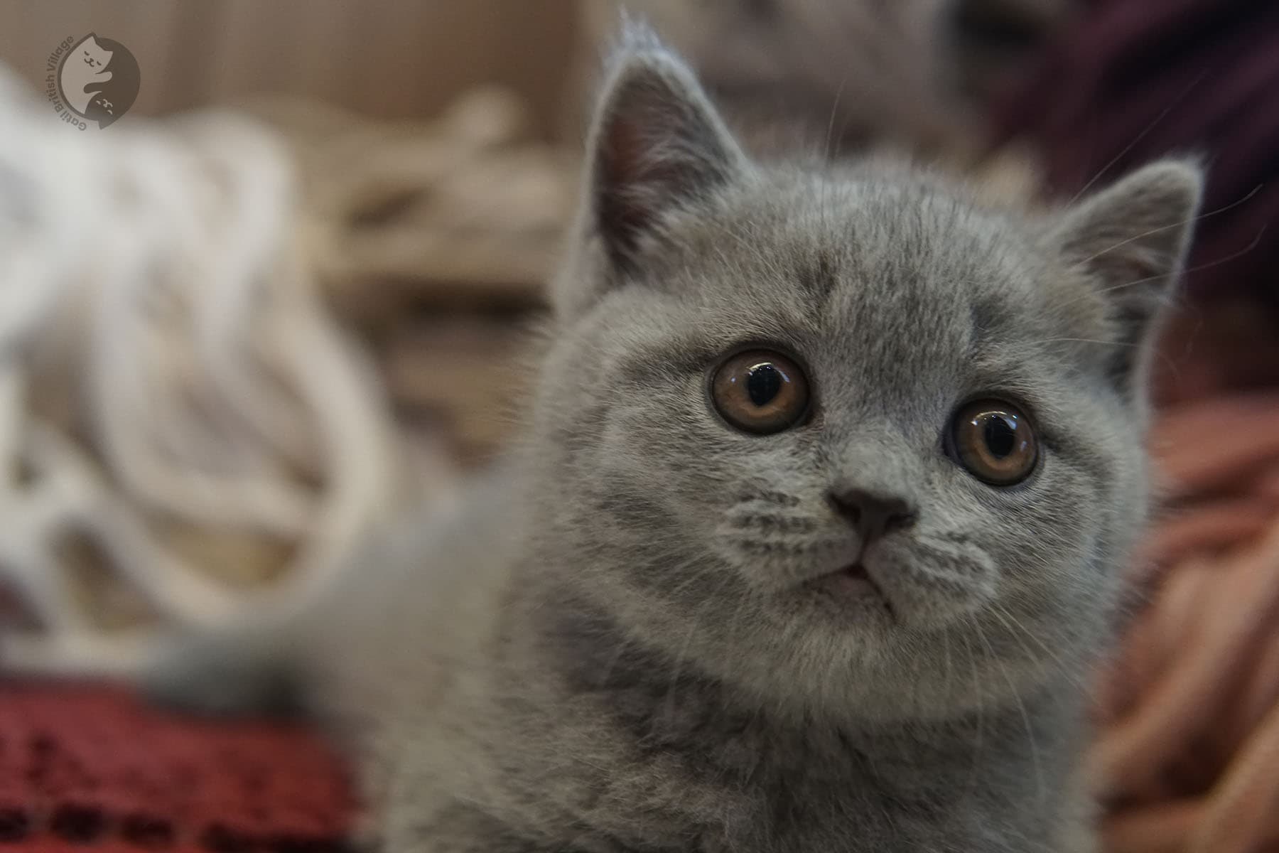 Kitten staring directly at the camera