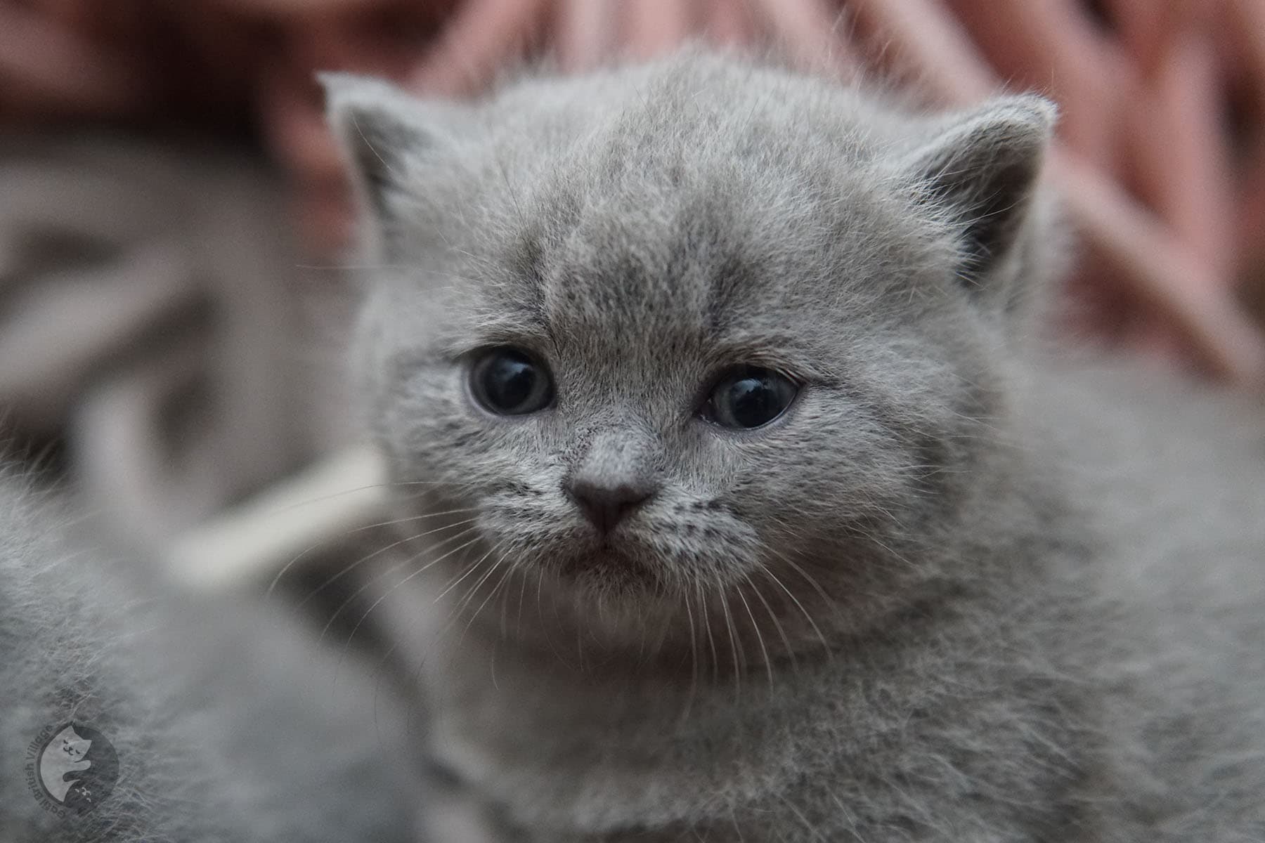 Kitten with noble posture