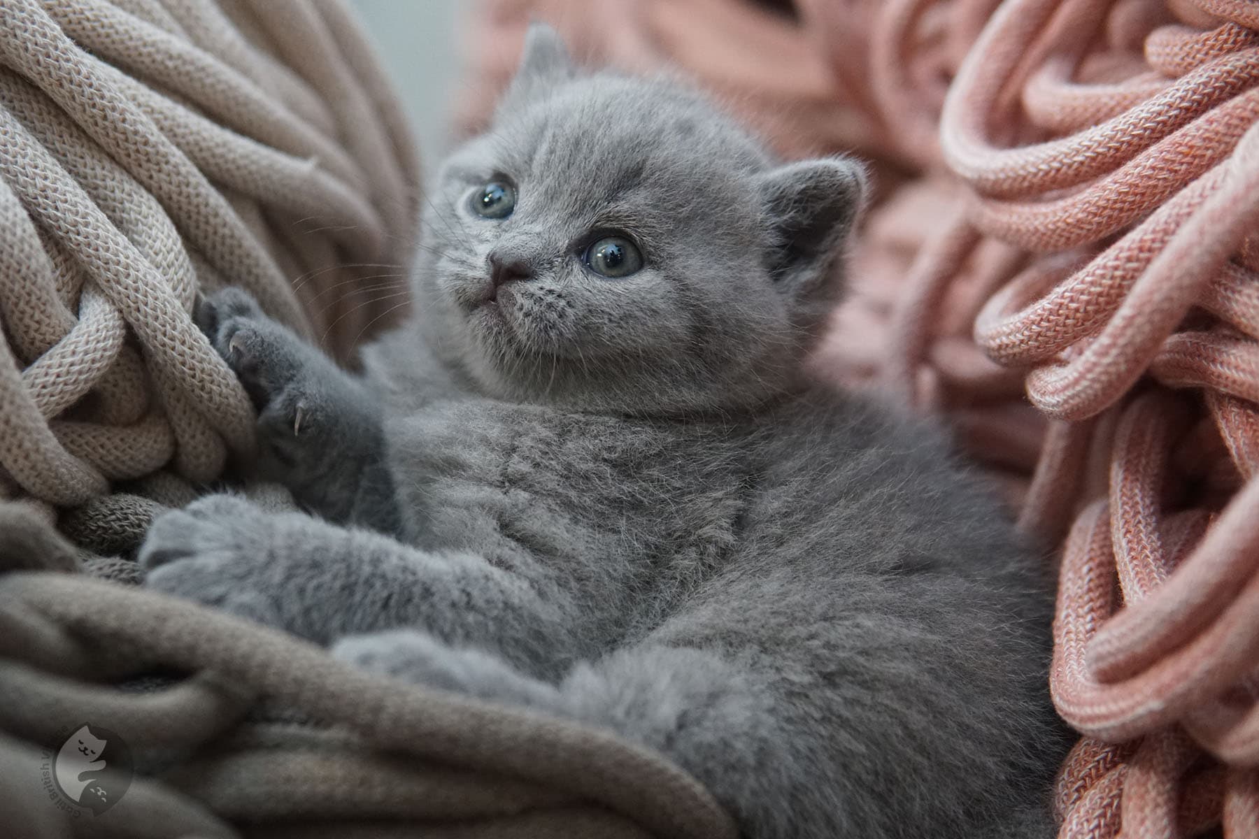 Kitten showing off pink nose