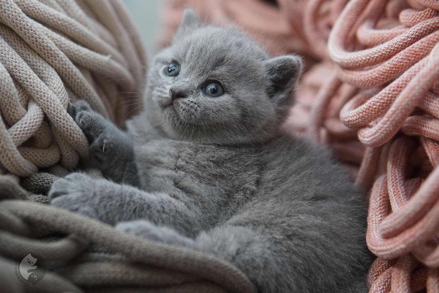 Kitten showing off pink nose