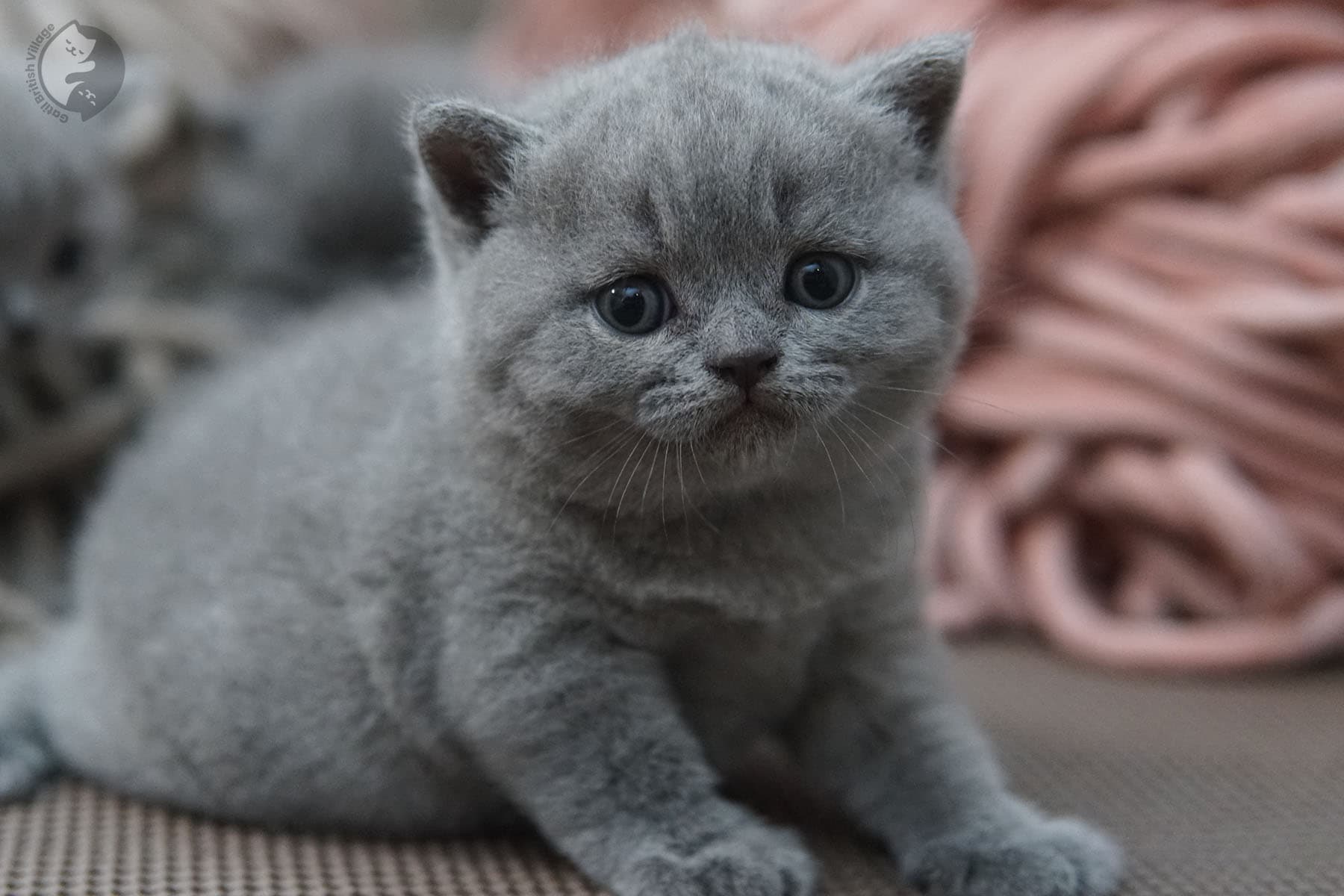 Kitten in focus on soft rug