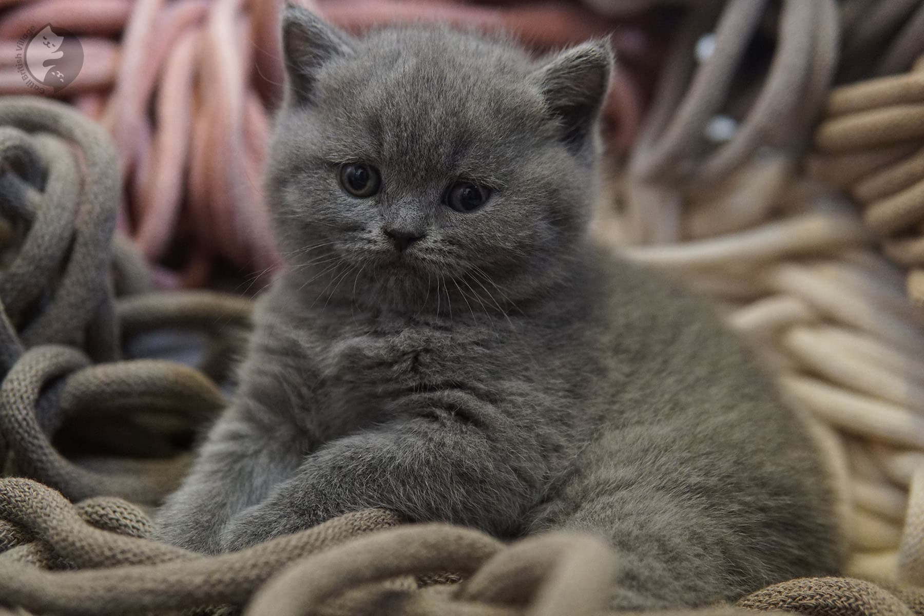 Kitten relaxing after photoshoot