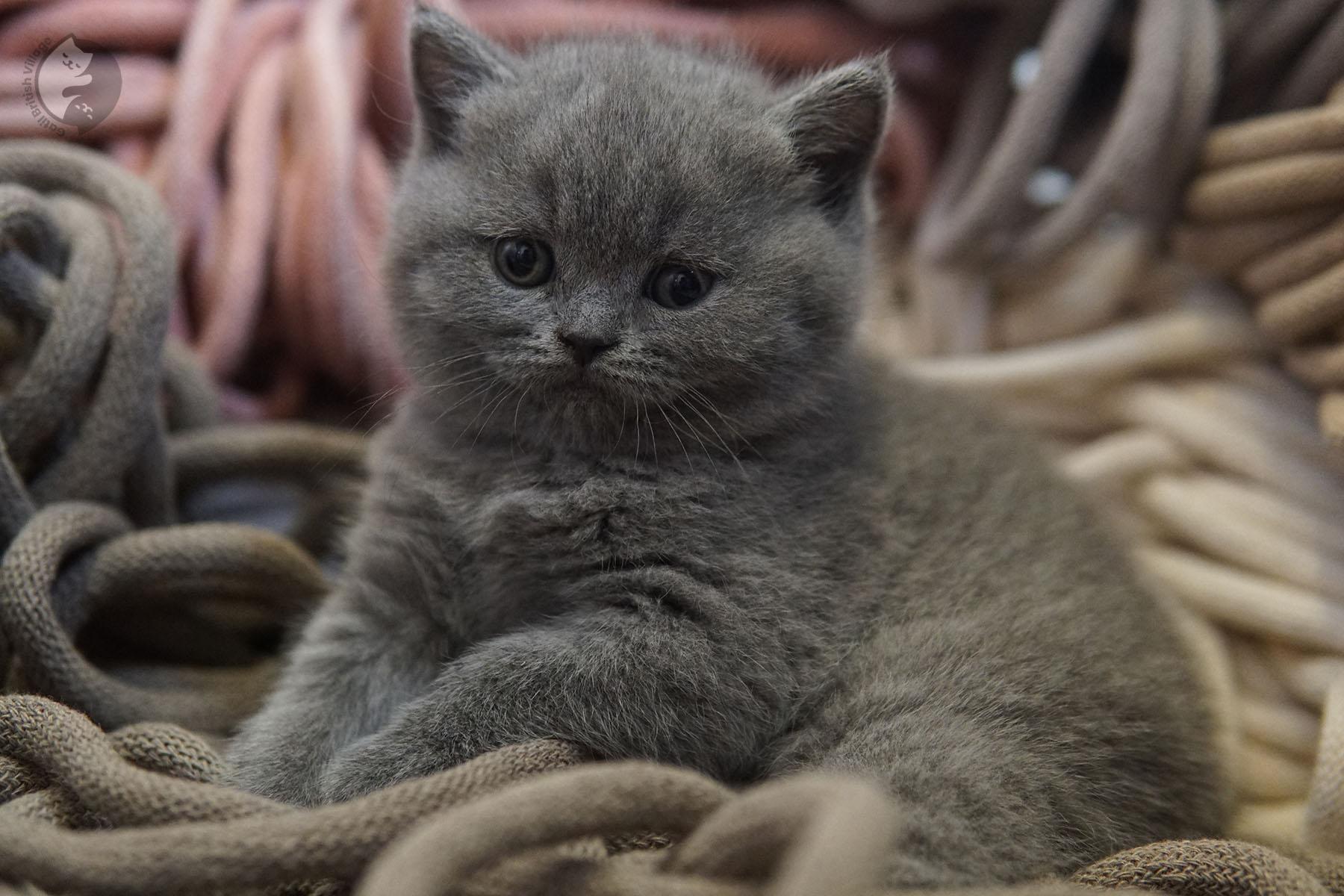 Kitten relaxing after photoshoot