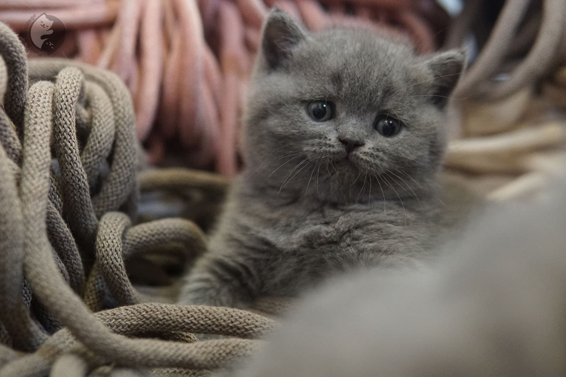 Kitten in deep sleep mode