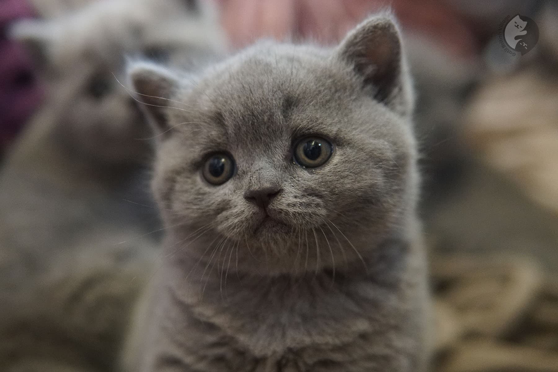 Adorable expression of the kitten