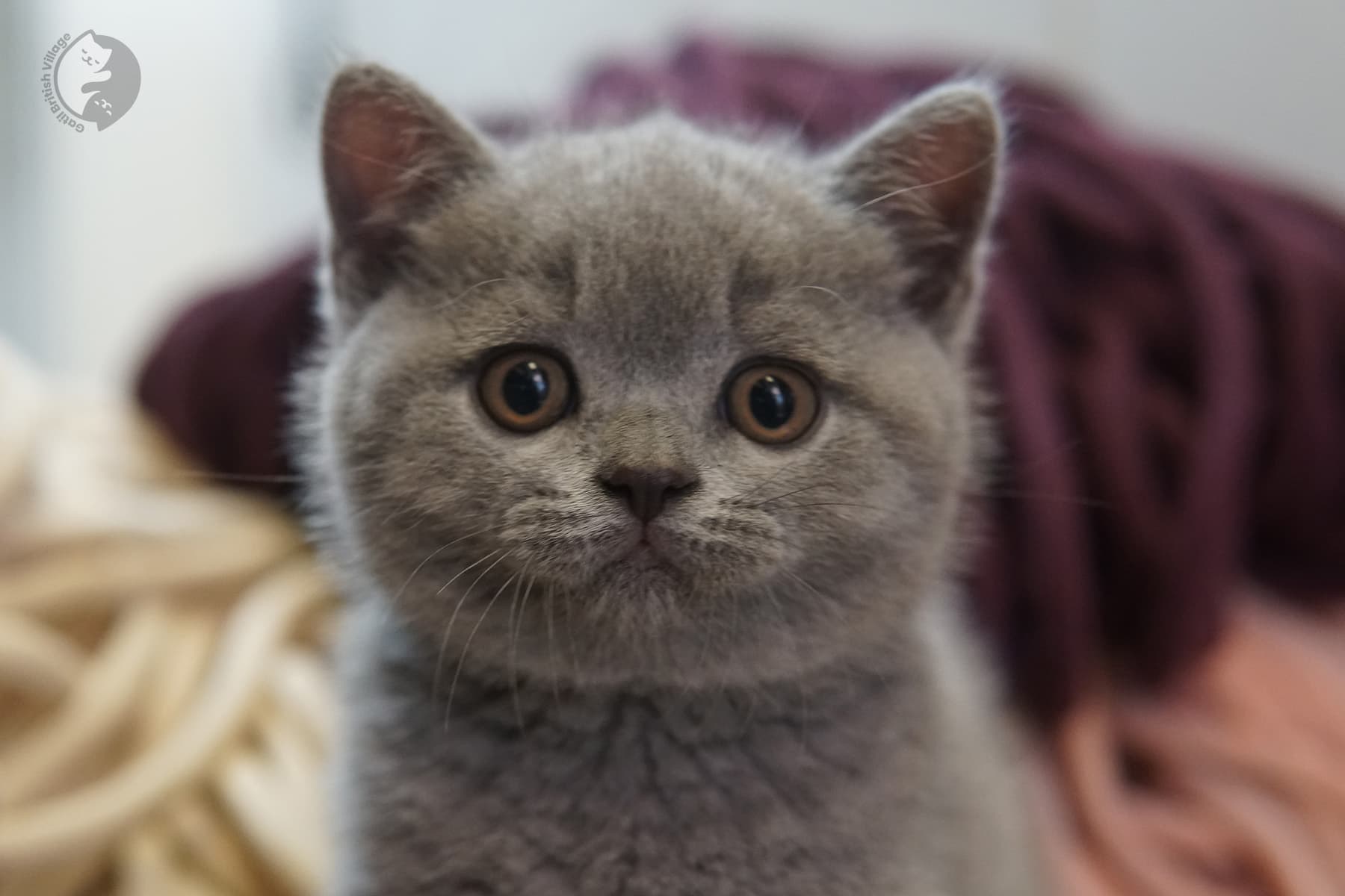 Perfect posture for the camera