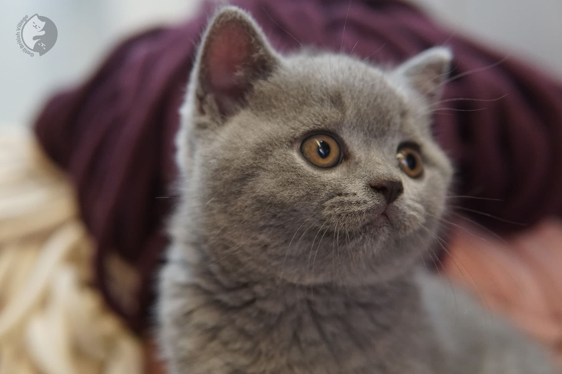 Kitten gently sitting for photo