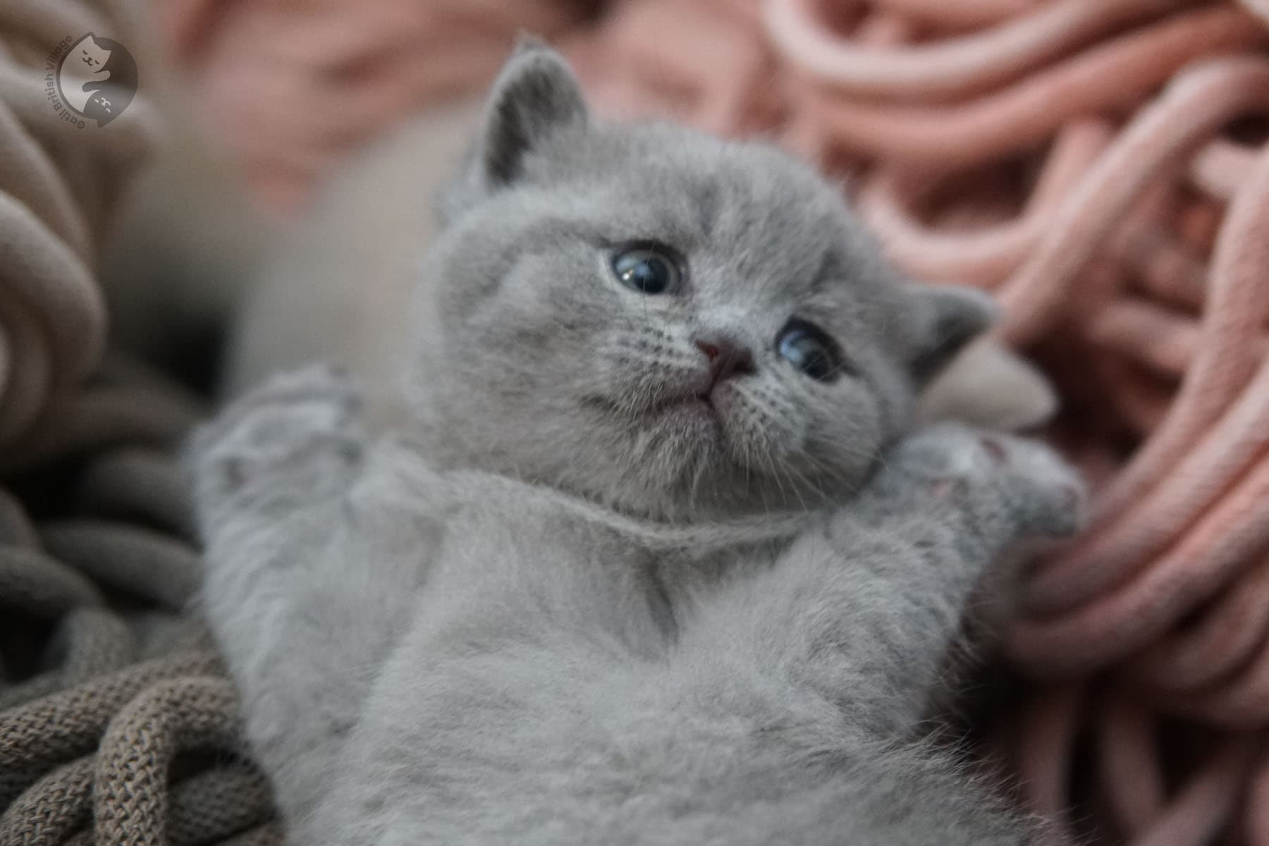 Classic British Shorthair expression
