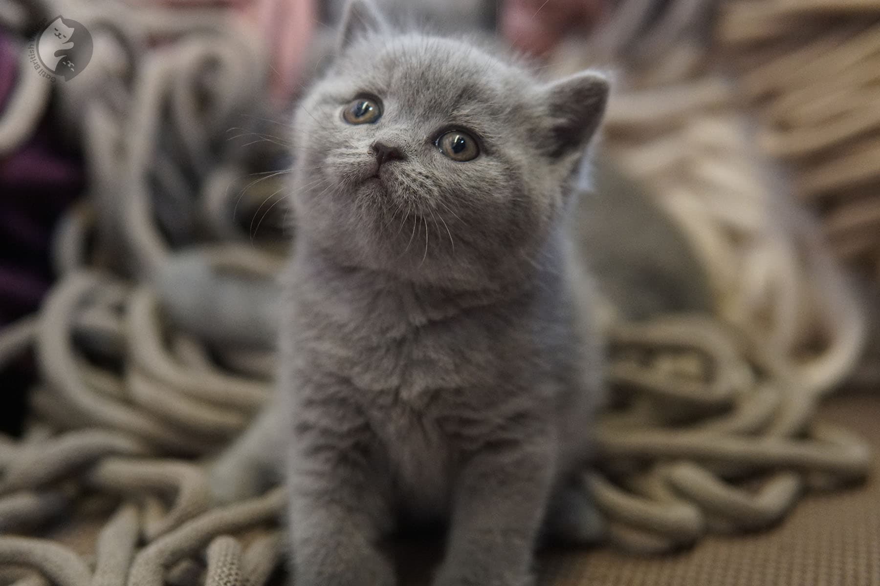 Natural kitten charm in studio