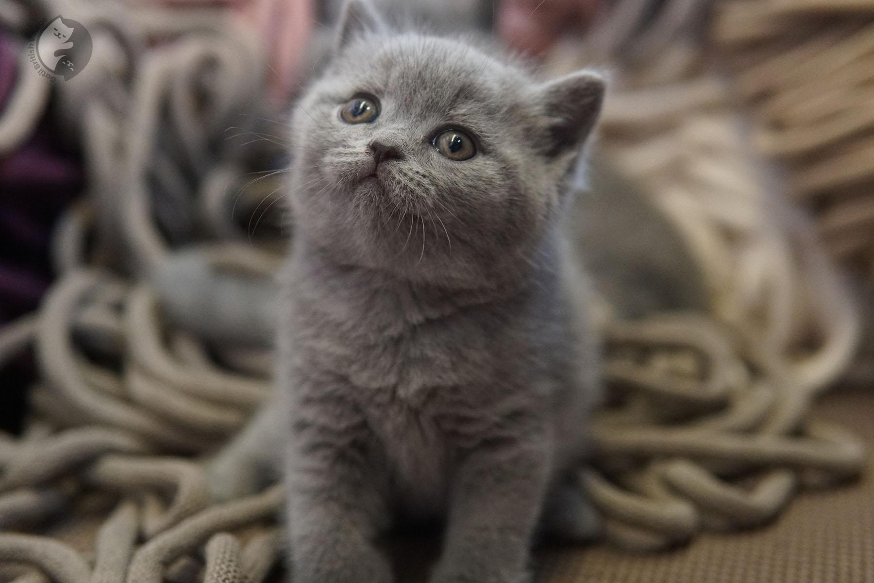 Natural kitten charm in studio
