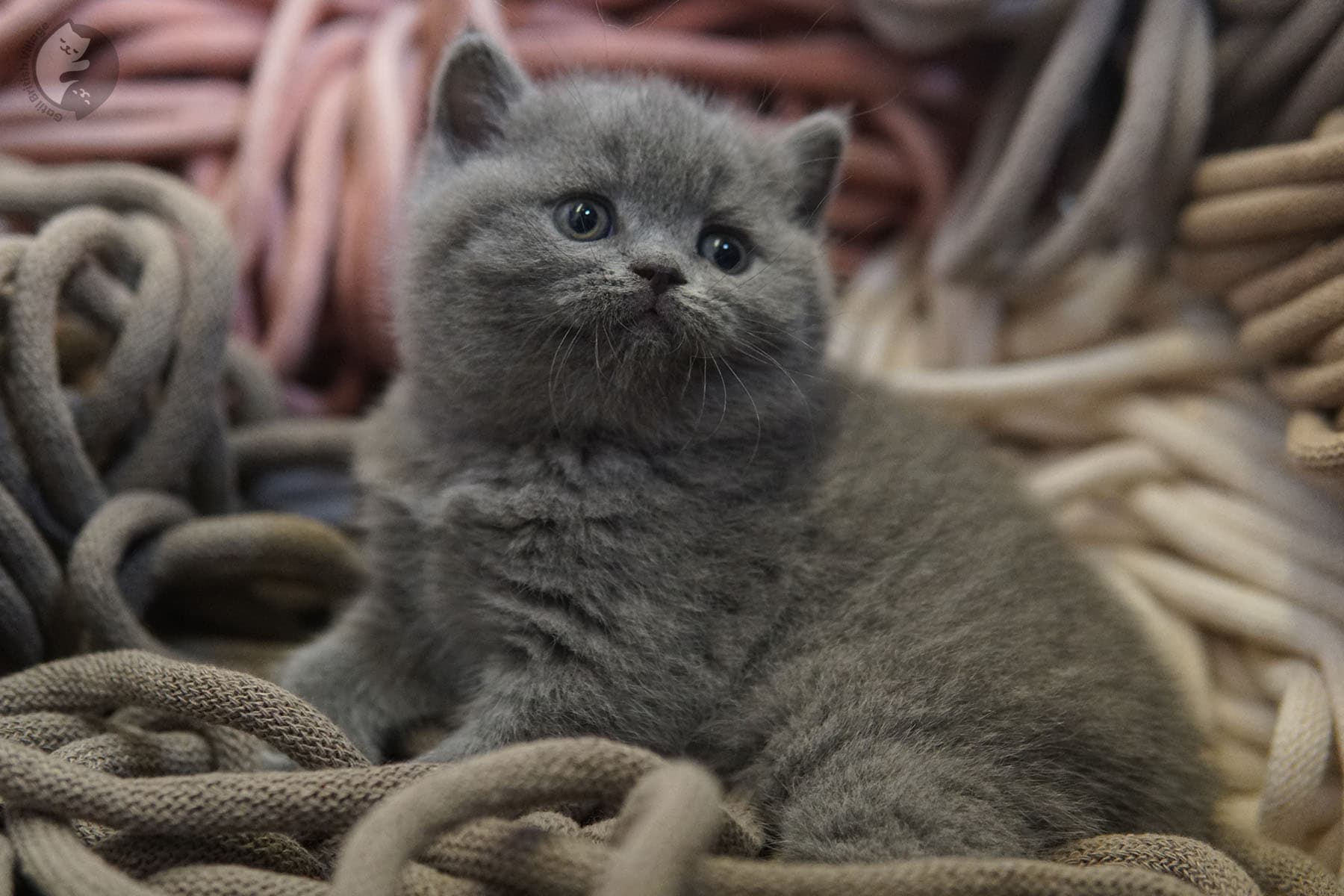 Kitten with tiny delicate muzzle