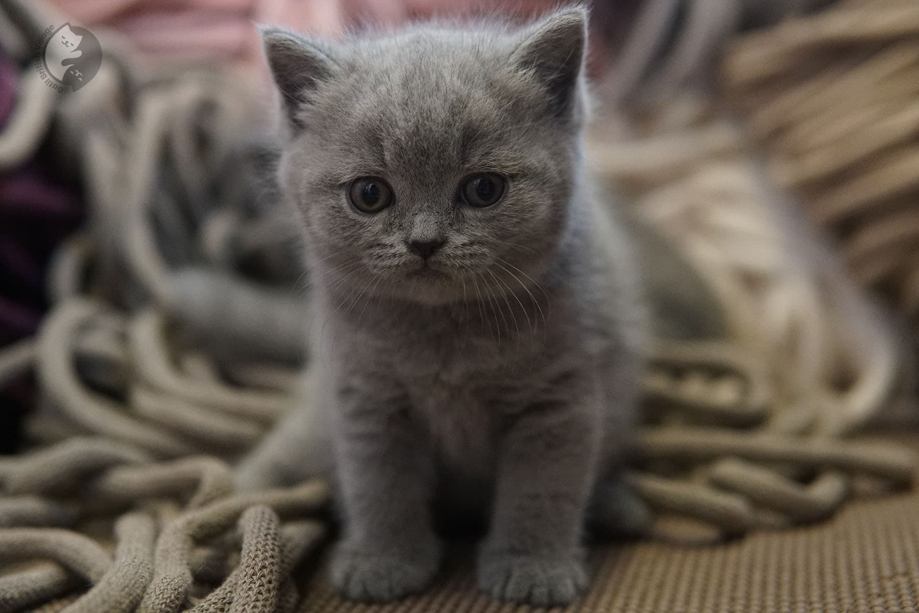 Kitten with expressive bright eyes